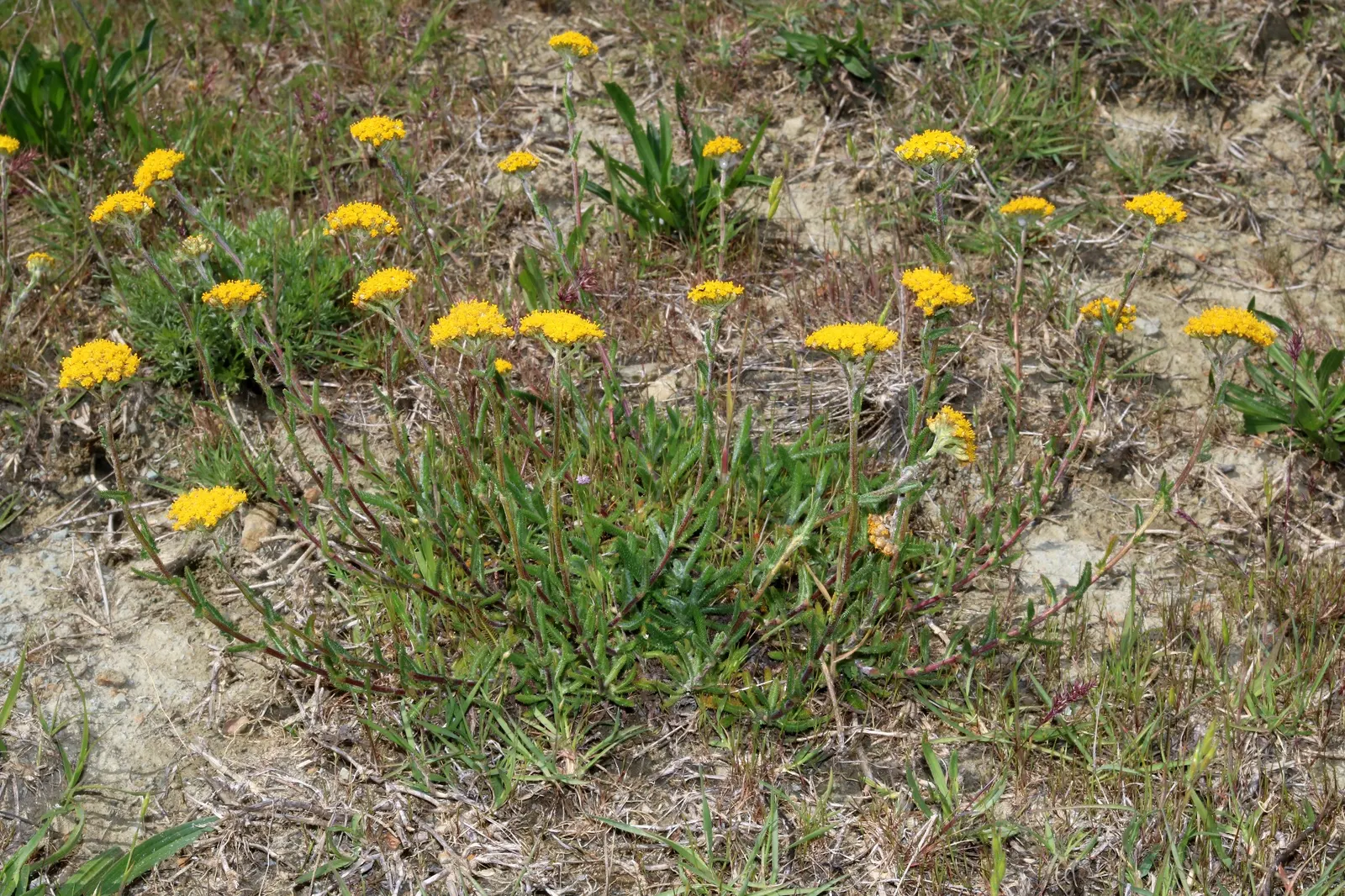 Woolly Yarrow (Achillea Tomentosa) — It prefers well-drained soil and is drought-tolerant once established; achillea tomentosa is deer-resistant
