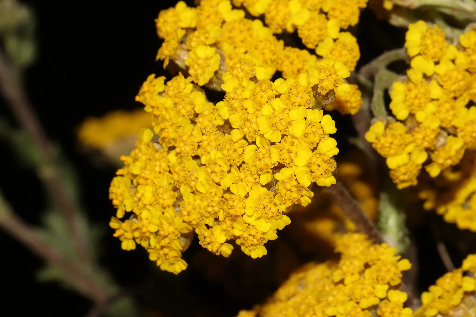 Woolly Yarrow (Achillea Tomentosa) — this plant can withstand a variety of conditions