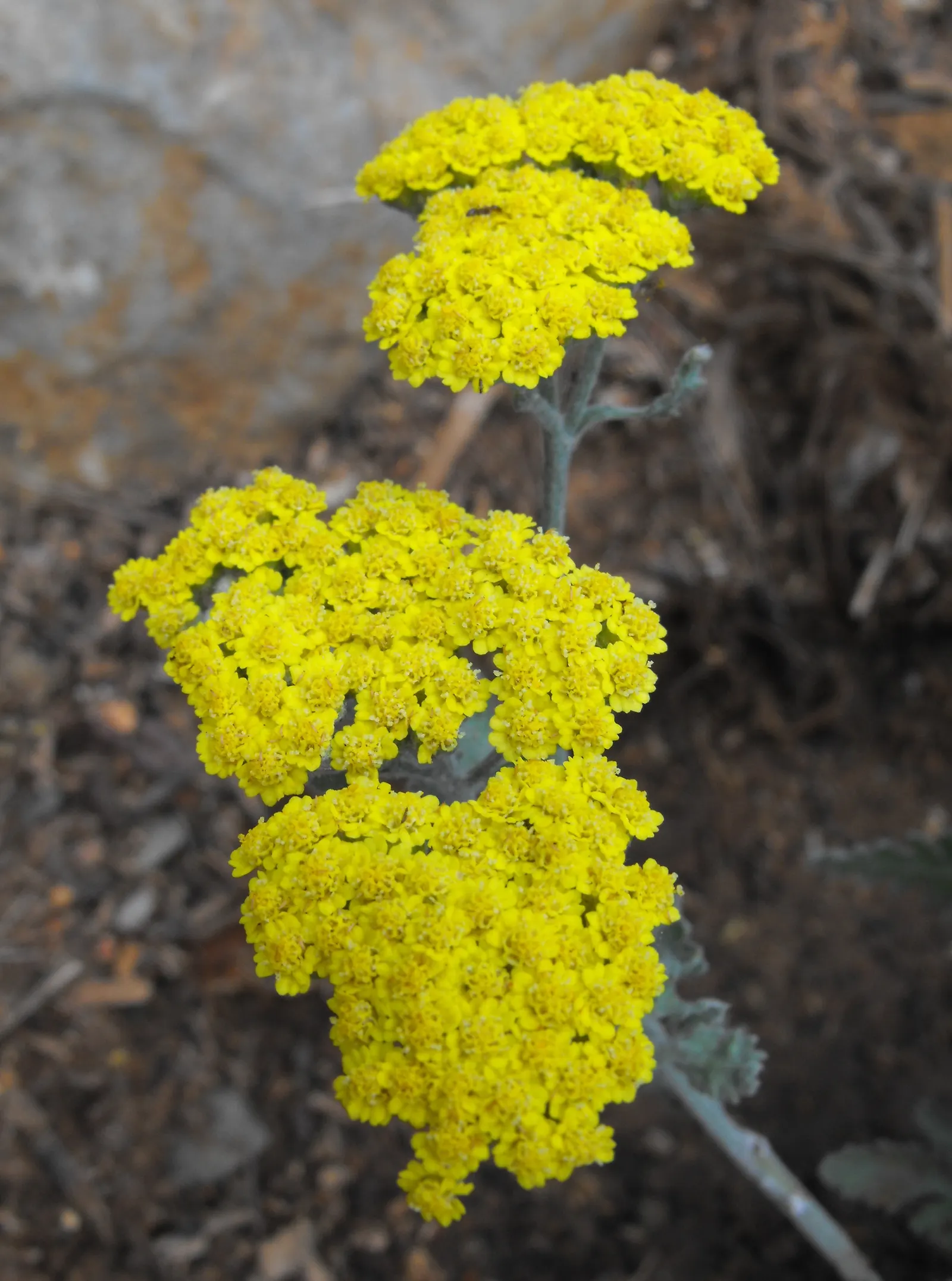 Woolly Yarrow (Achillea Tomentosa) — This drought-tolerant species thrives in USDA zones 3-8, preferring full sun and well-drained soil; ground cover /