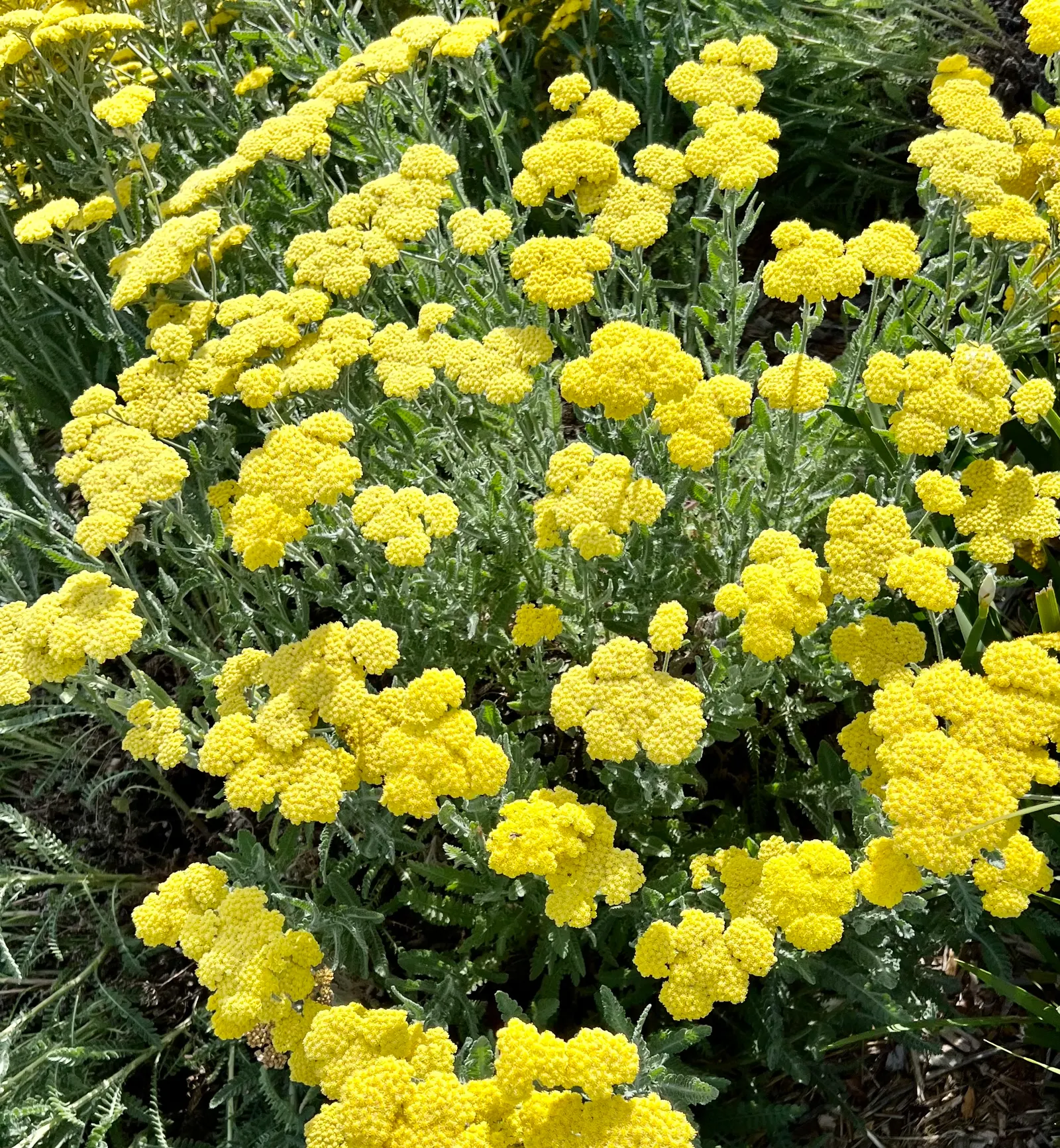 Woolly Yarrow (Achillea Tomentosa) — making it an ideal groundcover or border plant for xeriscaping and wildlife-friendly gardens; golden-yellow flower heads