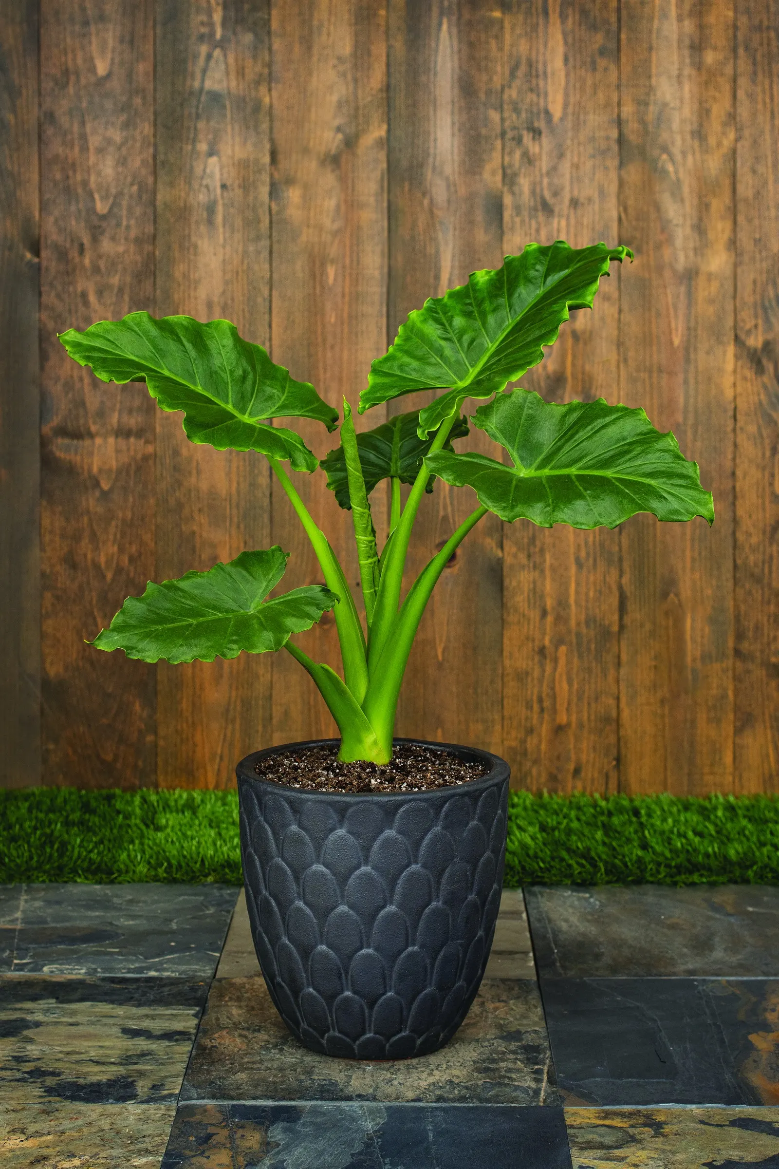 Emerald Isle™ Elephant Ears (Alocasia) — The Alocasia Emerald Isle™ is a bold foliage annual with massive