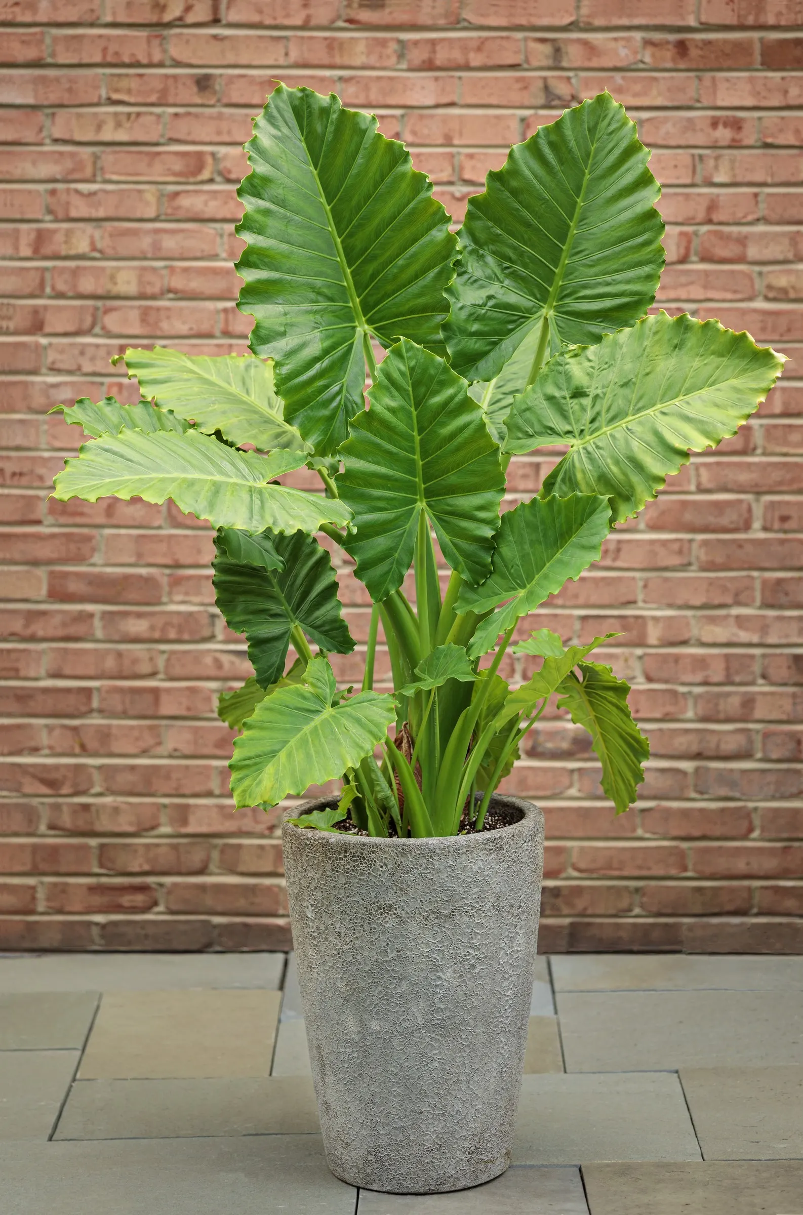 Emerald Isle™ Elephant Ears (Alocasia) — making it versatile in shifting garden exposures