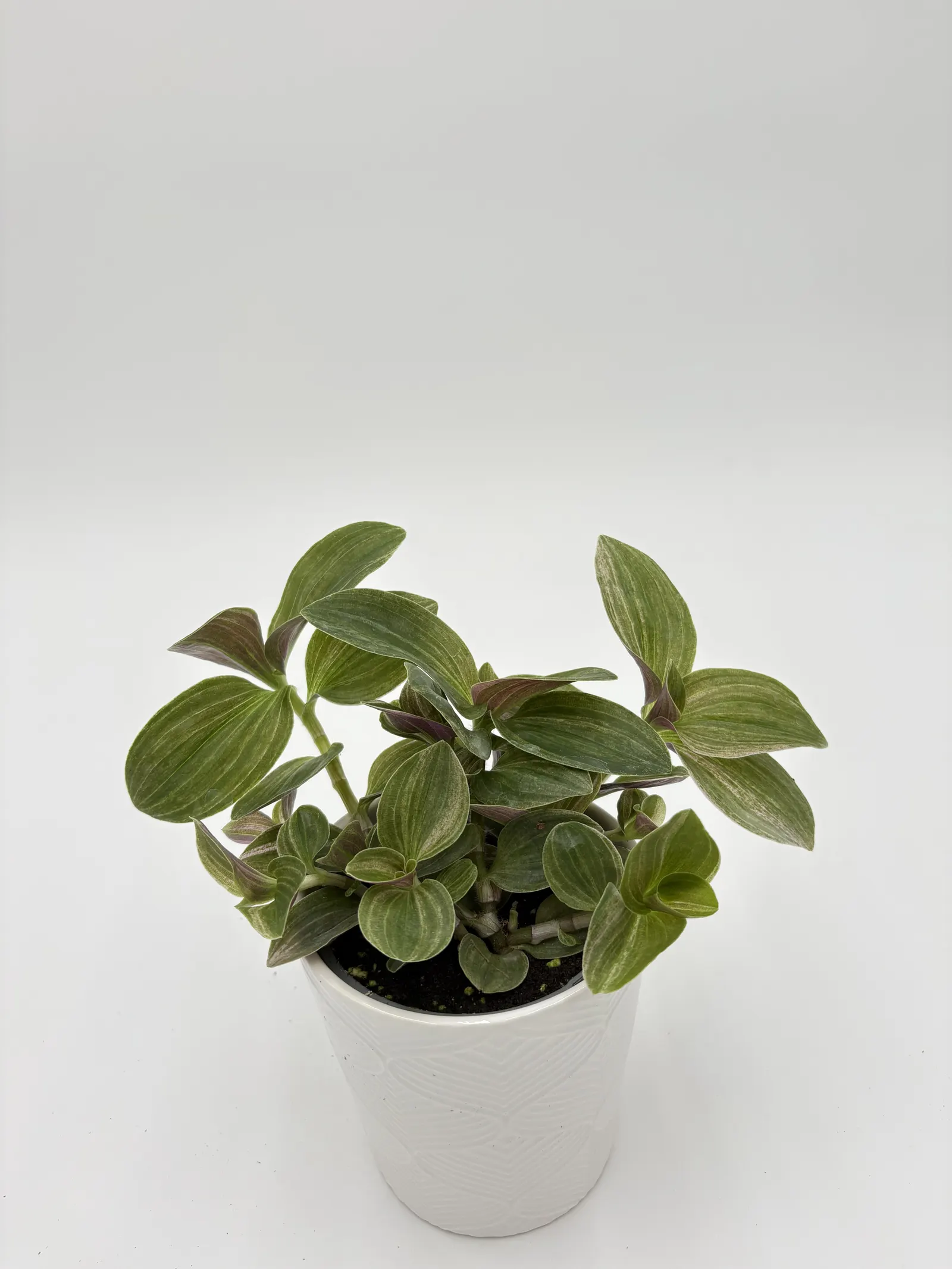 Feeling Moody™ Inch Plants (Tradescantia hybrid) — Proven Winners - New Vogue® Feeling Moody™ - Inch Plants - Tradescantia hybrid plant details
