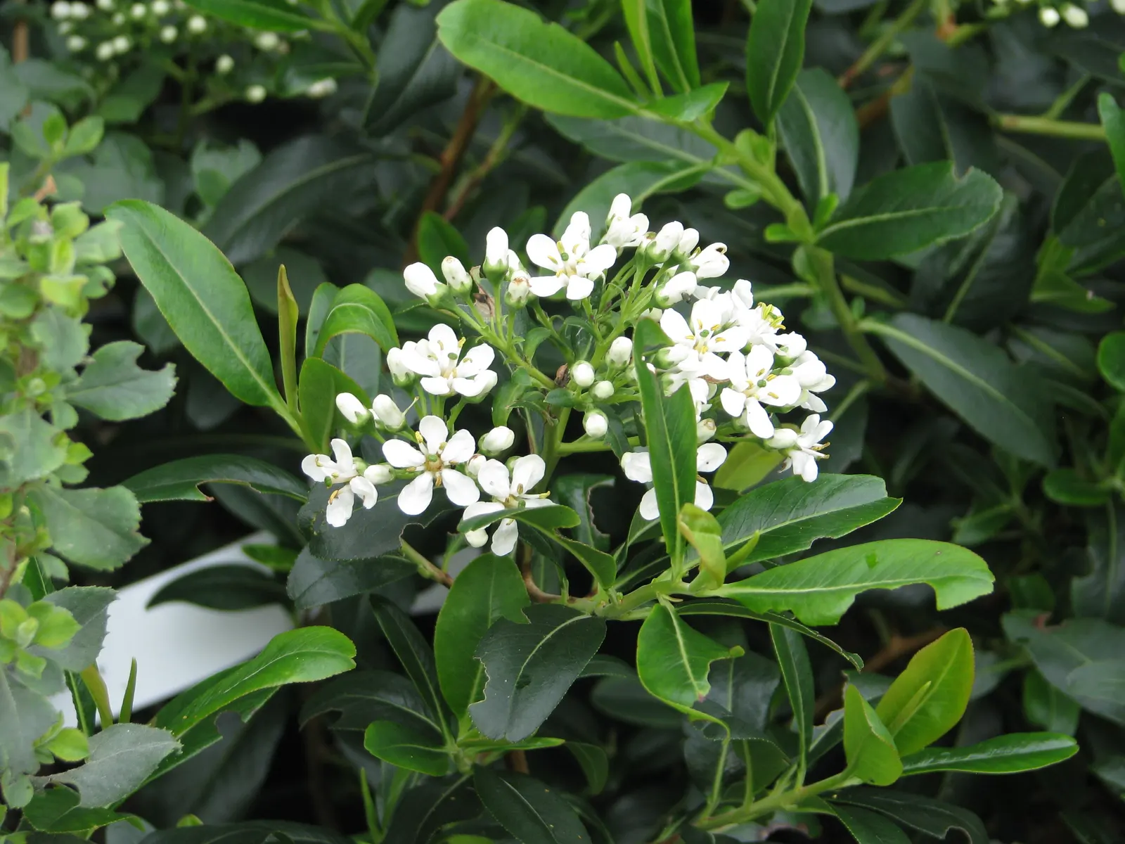 Escallonia (Escallonia X Exoniensis) — It thrives in USDA zones 8-10, reaching heights of 6-8 feet with a similar spread; while their subtle fragrance adds an