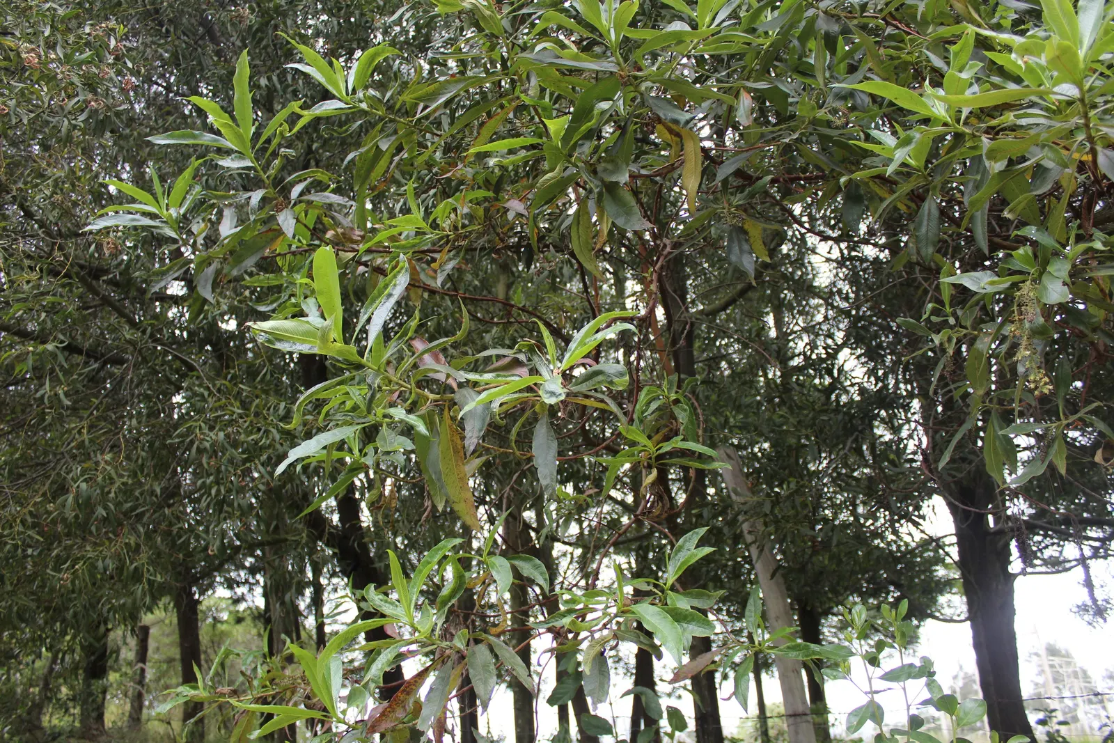 Escallonia (Escallonia X Exoniensis) — Escallonia is drought-tolerant once established and requires minimal maintenance; typically around 1 to 3 inches long