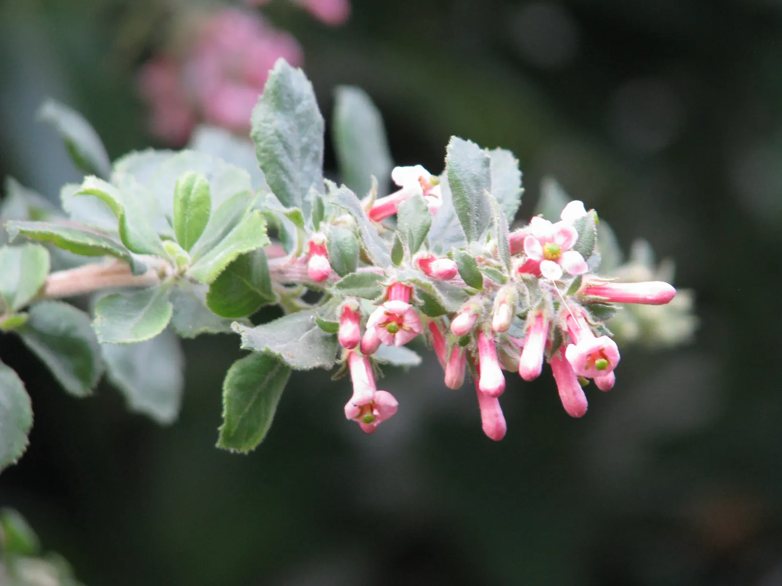 Escallonia (Escallonia X Exoniensis) — <br><br>Incorporating Escallonia x exoniensis into your garden will provide structure