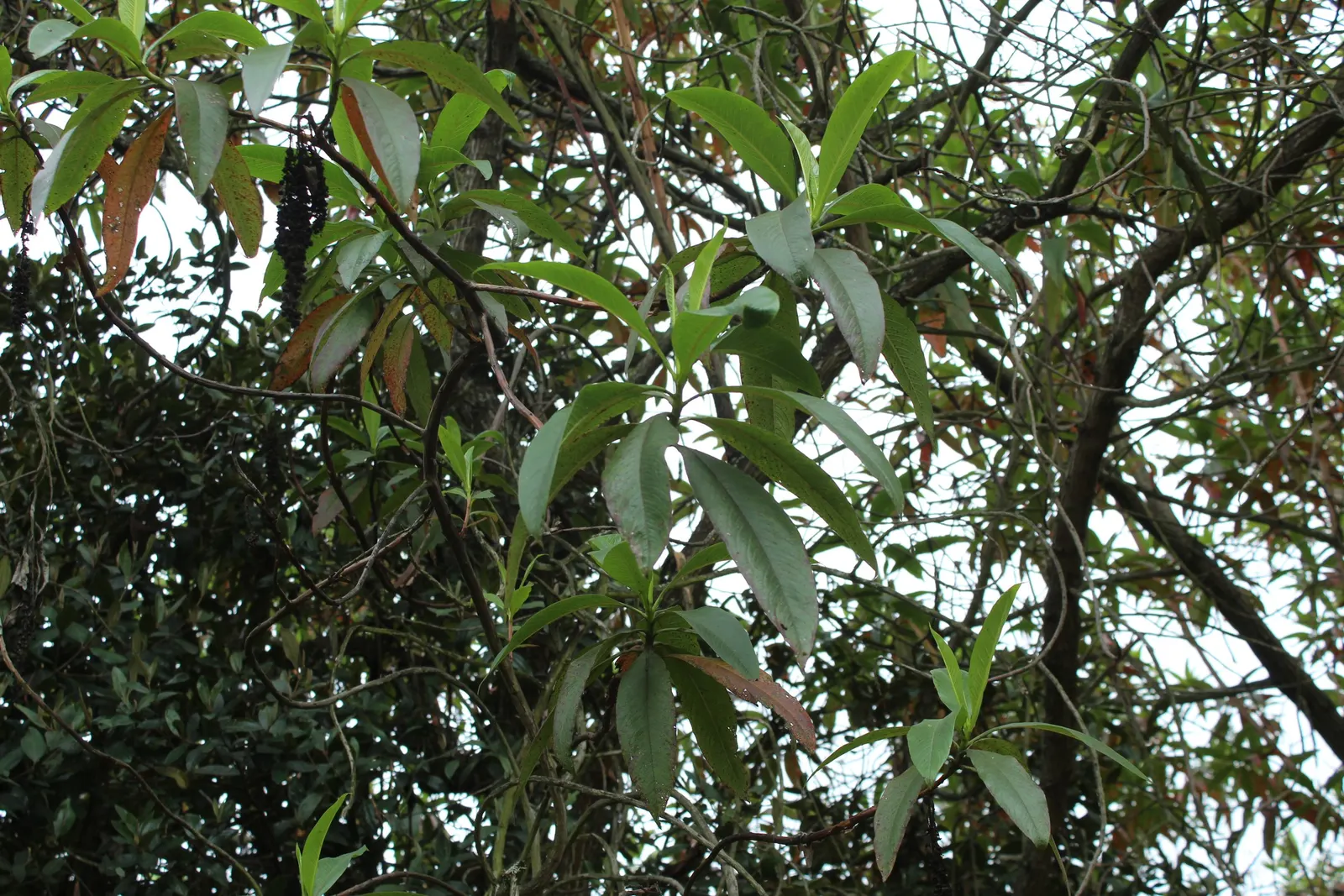 Escallonia (Escallonia X Exoniensis) — This versatile plant prefers full sun to partial shade and well-draining soil; creating a dynamic and attractive