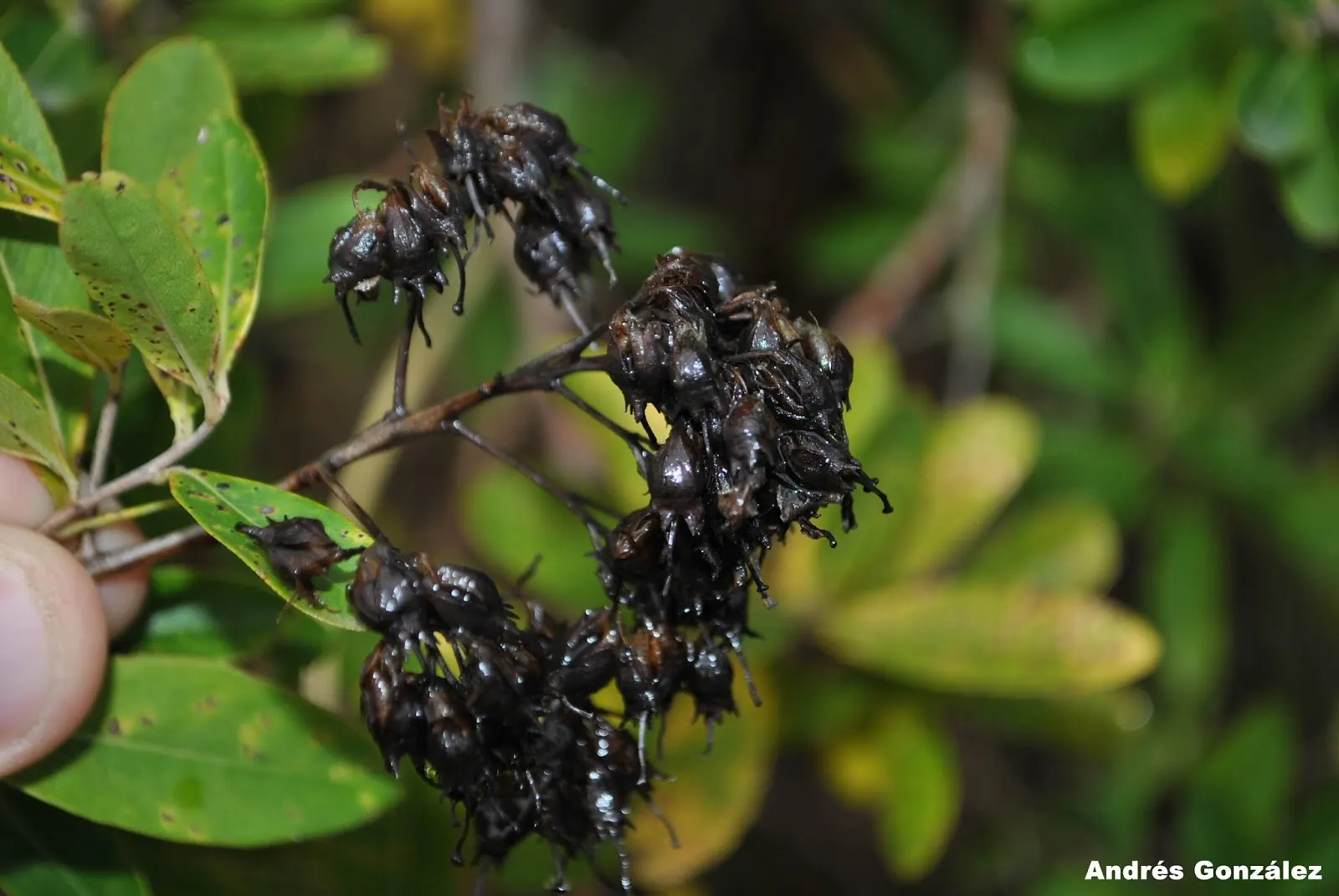 Escallonia (Escallonia X Exoniensis) — requiring minimal pruning mainly to shape the plant or remove dead or damaged wood; while their subtle fragrance adds an