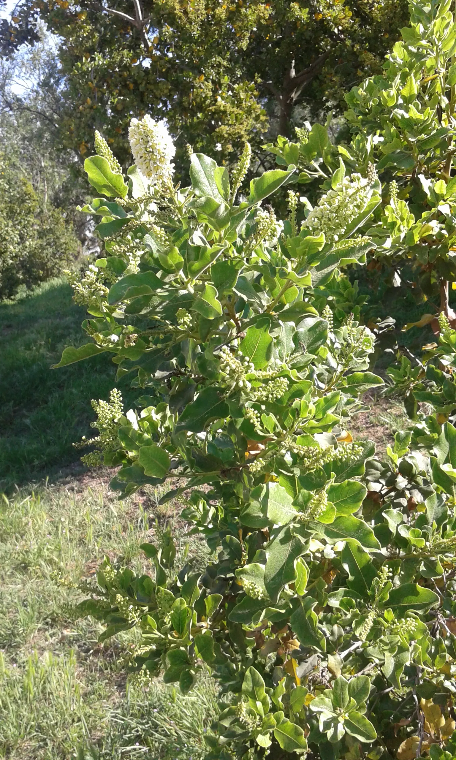 Escallonia (Escallonia X Exoniensis) — evergreen shrub that offers both visual appeal and versatility in landscape design; while their subtle fragrance adds an