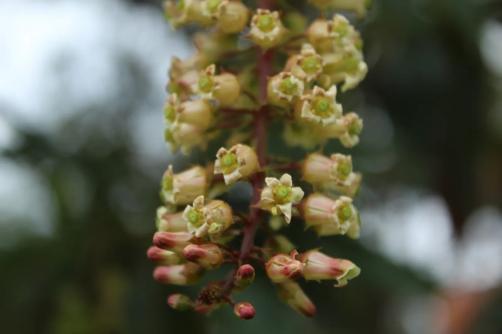 Escallonia (Escallonia X Exoniensis) — while their subtle fragrance adds an immersive sensory experience.<br><br>For optimal growth; typically around 1 to 3