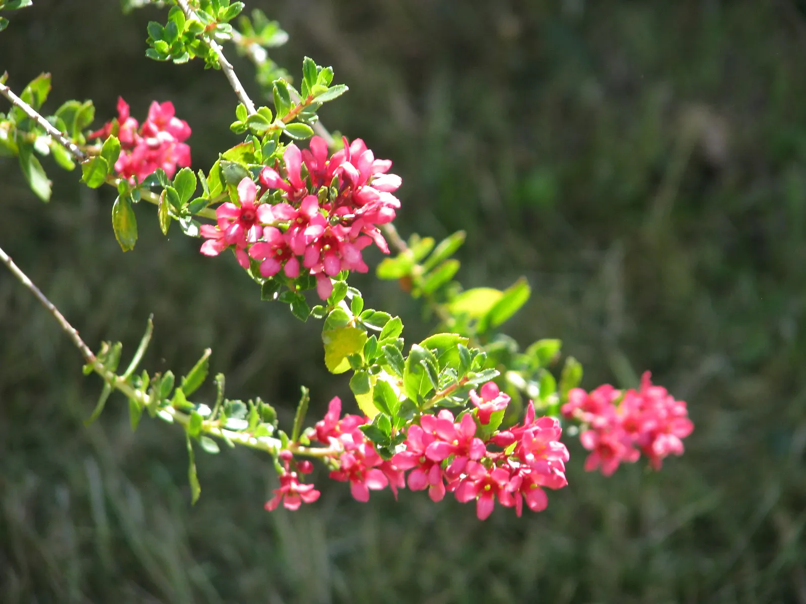 Escallonia (Escallonia X Exoniensis) — creating a dynamic and attractive landscape