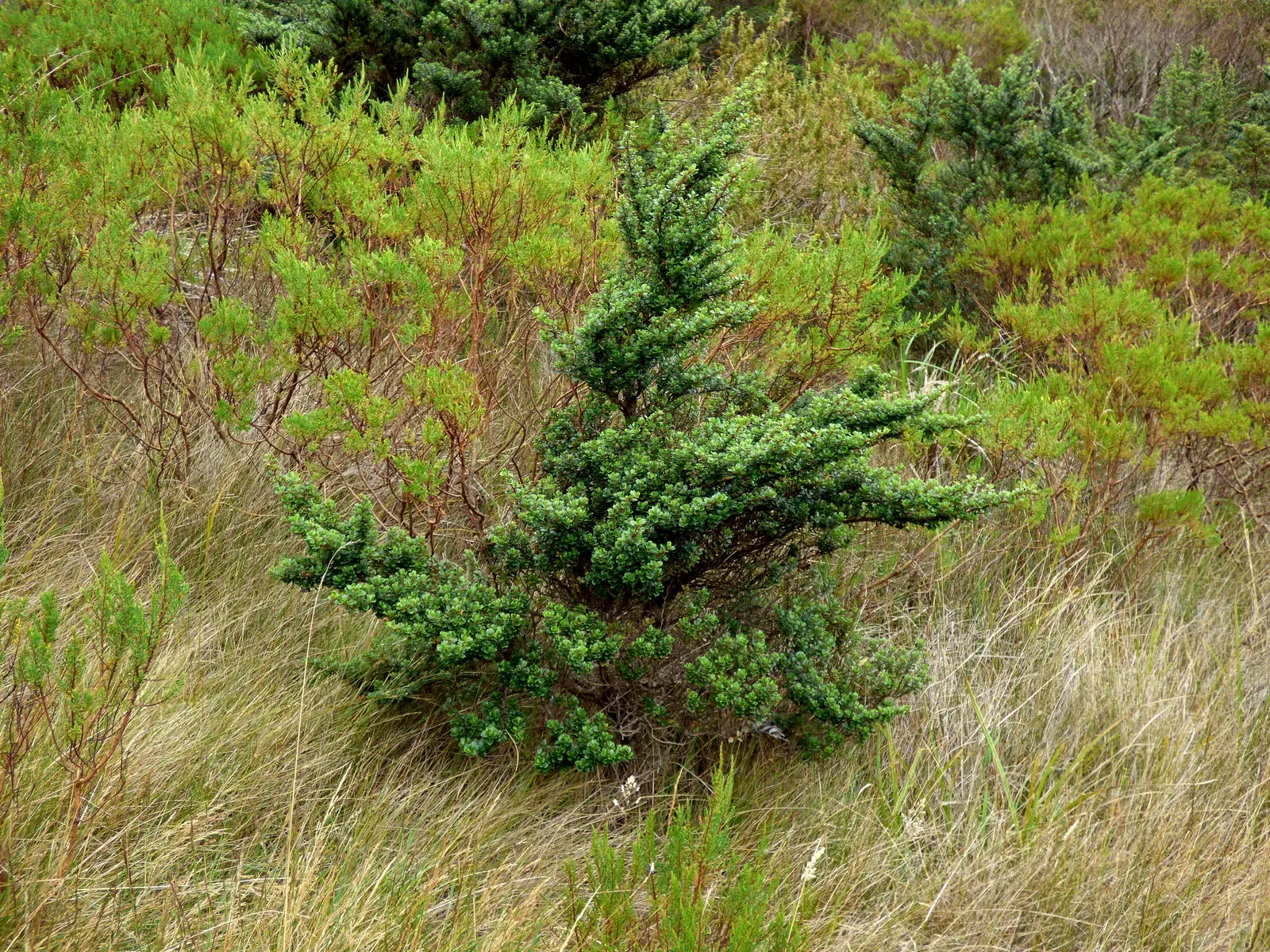 Escallonia (Escallonia X Exoniensis) — is an evergreen shrub prized for its glossy leaves and profuse pink flowers