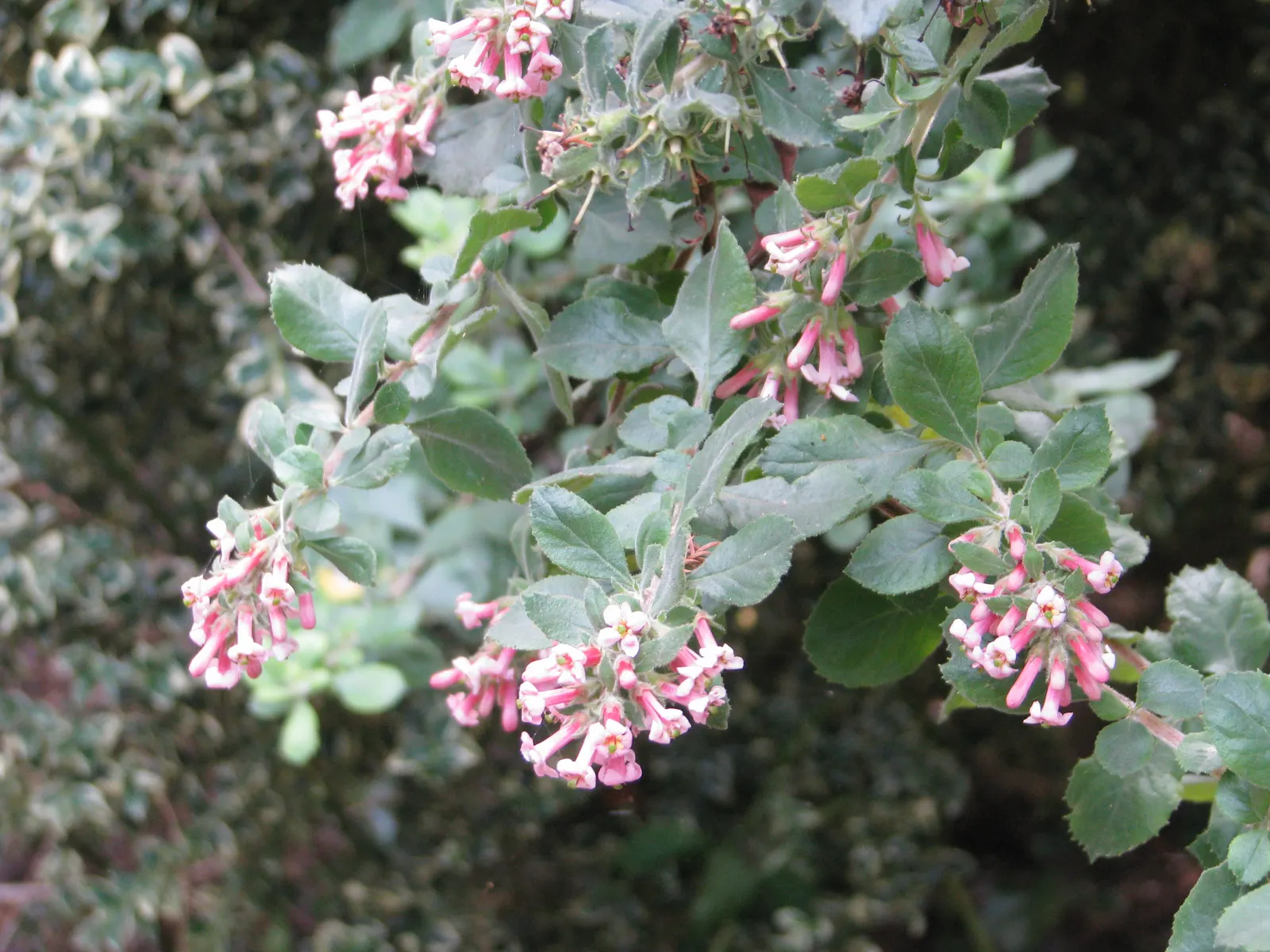 Escallonia (Escallonia X Exoniensis) — The blossoms add a splash of color and life to the landscape; this versatile plant prefers full sun to partial shade and