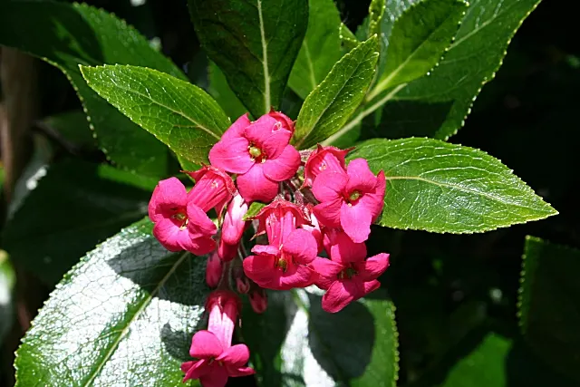 Escallonia (Escallonia X Exoniensis) — commonly known as Escallonia; this versatile plant prefers full sun to partial shade and well-draining soil
