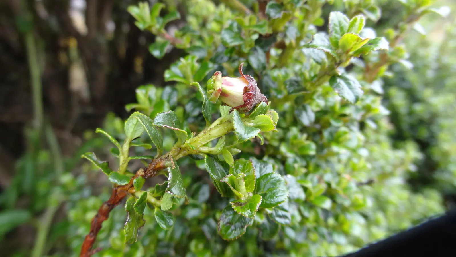 Escallonia (Escallonia X Exoniensis) — shrub with pink blooms