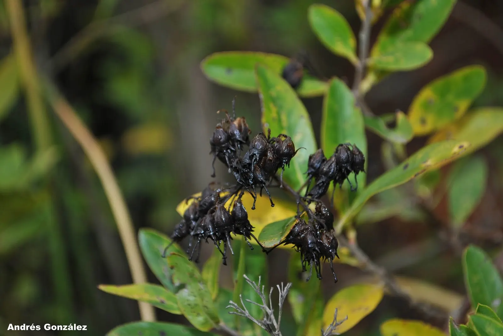 Escallonia (Escallonia X Exoniensis) — requiring minimal pruning mainly to shape the plant or remove dead or damaged wood