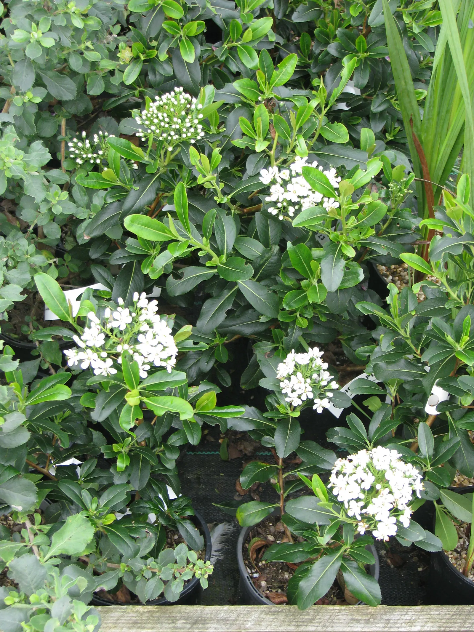 Escallonia (Escallonia X Exoniensis) — shrub for full or half