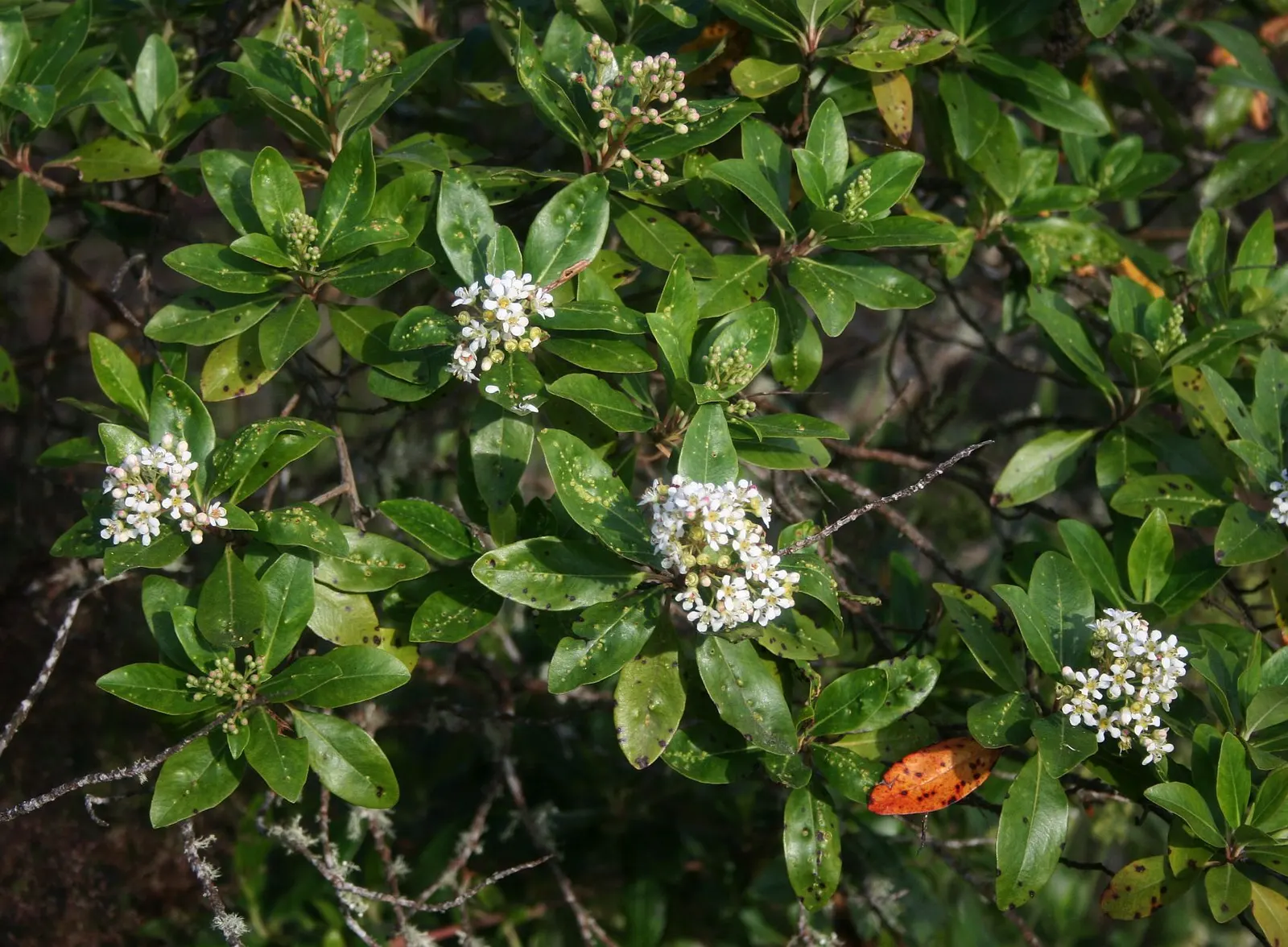 Escallonia (Escallonia X Exoniensis) — Escallonia is also relatively low-maintenance; typically around 1 to 3 inches long