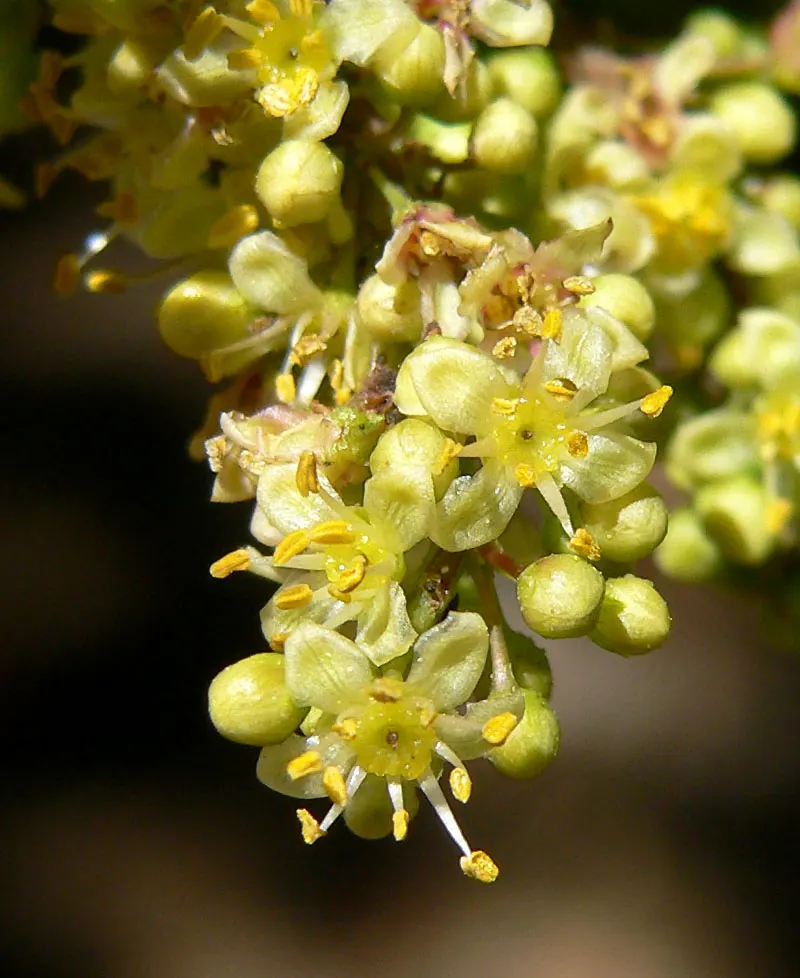Escallonia (Escallonia X Exoniensis) — It is quite adaptable to different soil types but benefits from the addition of organic matter; creating a dynamic and