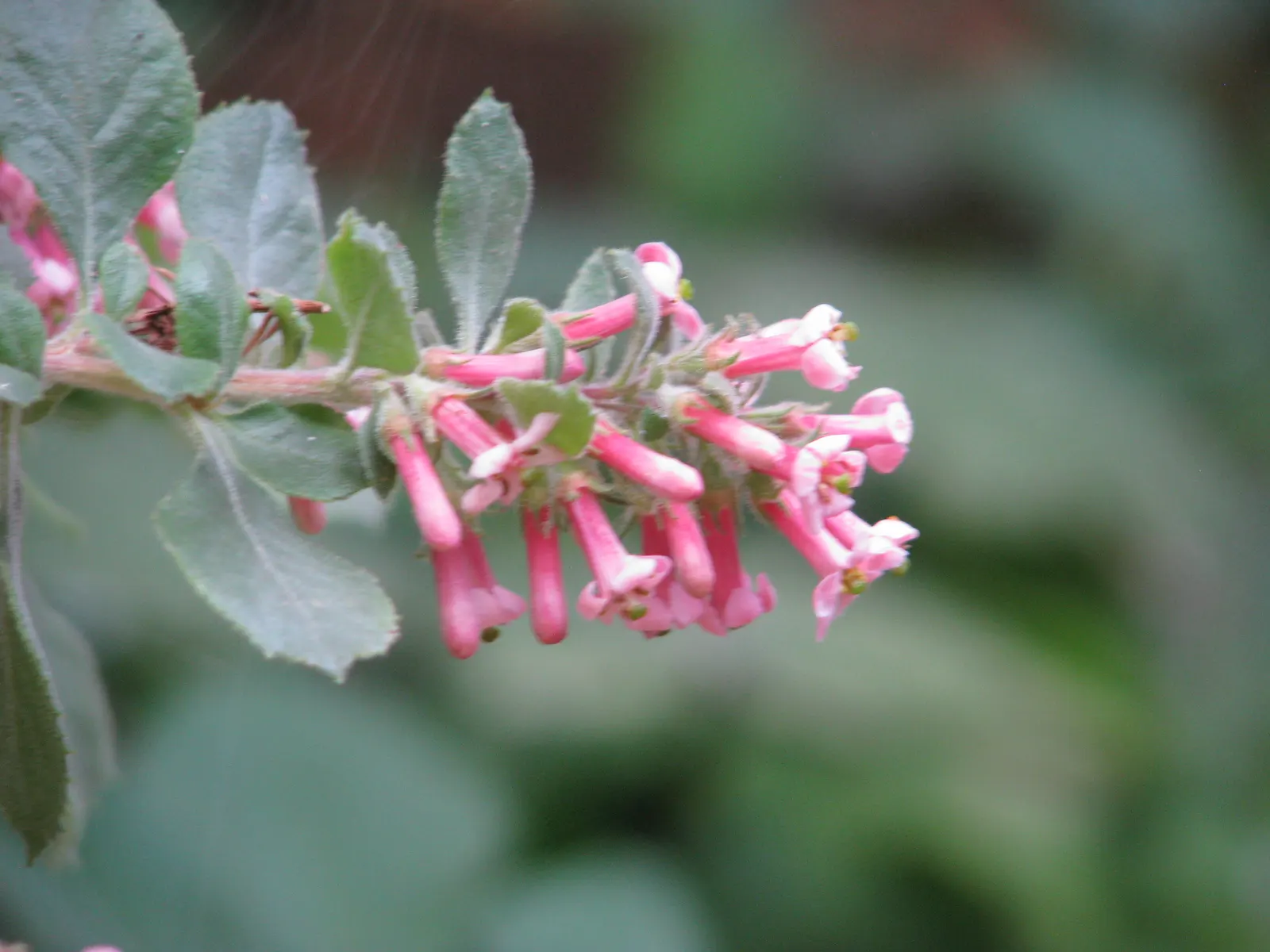 Escallonia (Escallonia X Exoniensis) — pink flowers in the garden