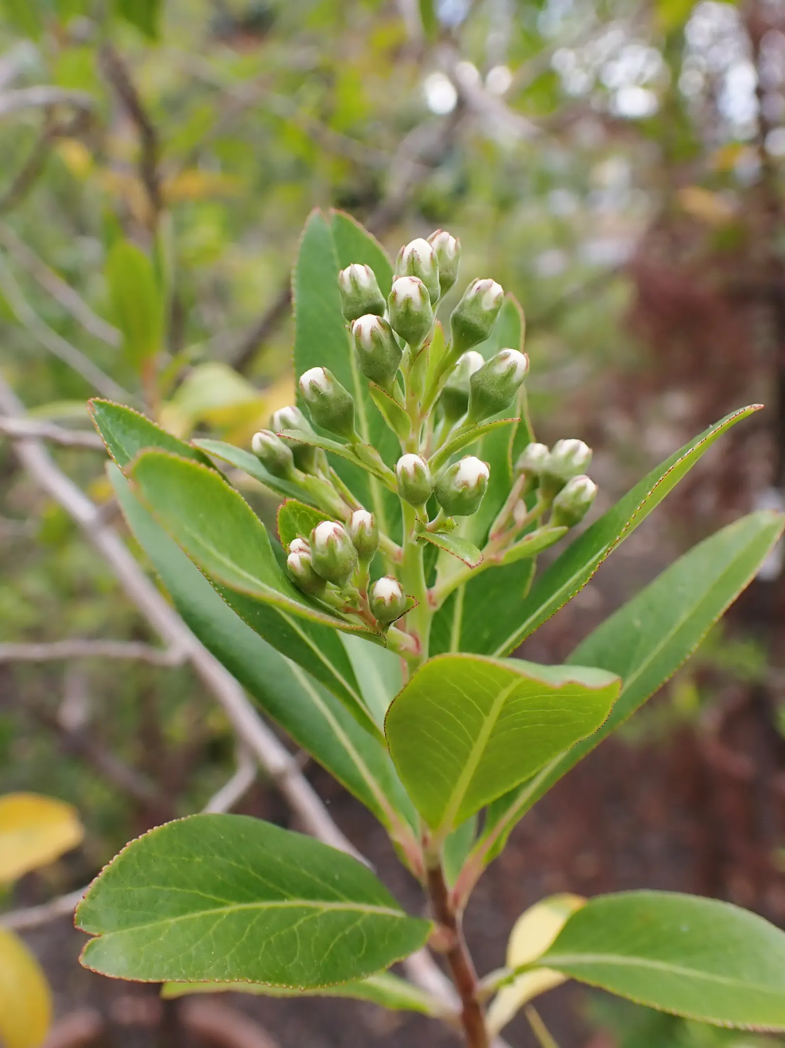 Escallonia (Escallonia X Exoniensis) — or as a stand-alone specimen in your garden.<br><br>One of Escallonia's most notable features is its glossy; typically