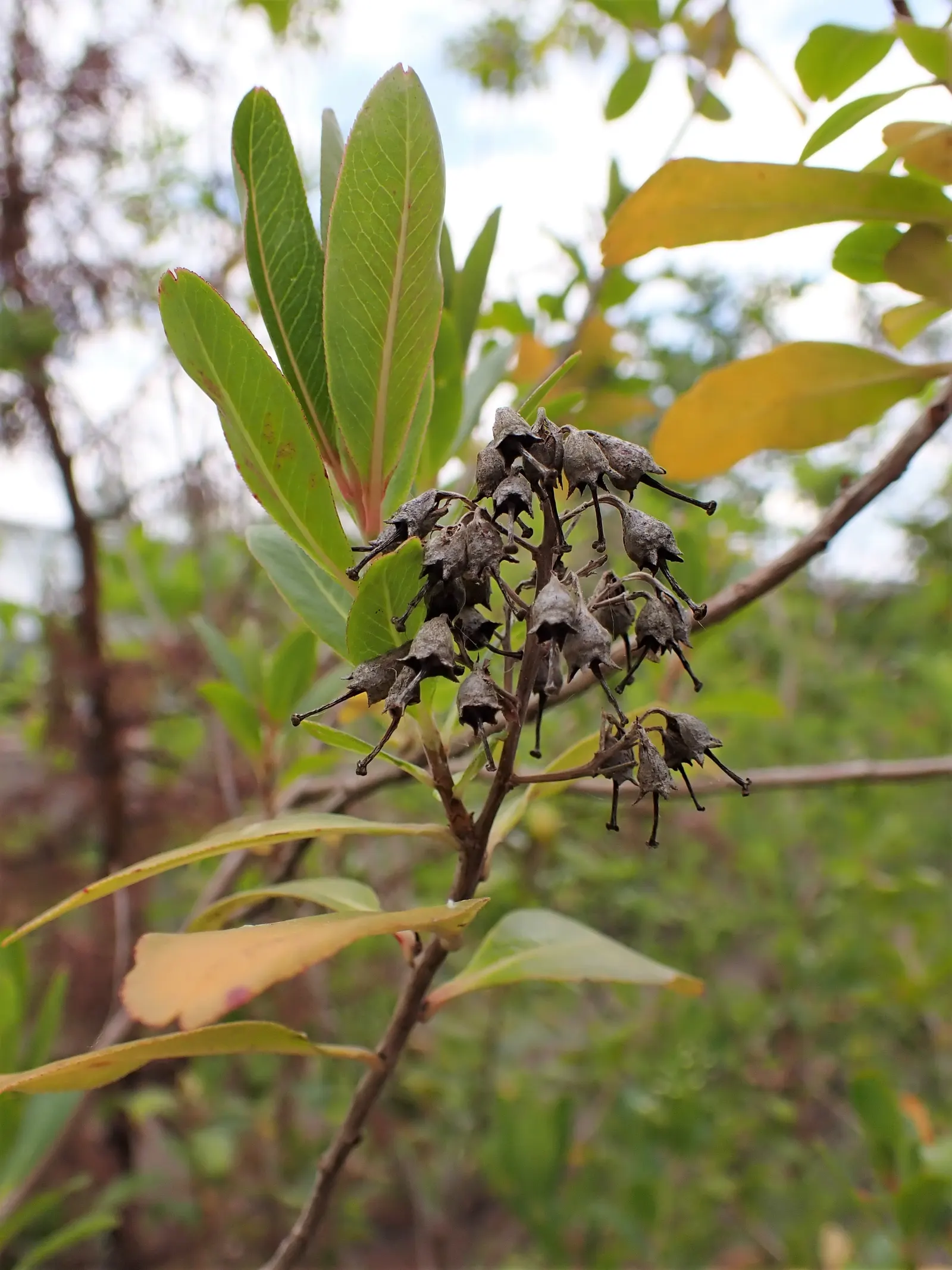 Escallonia (Escallonia X Exoniensis) — making it an excellent choice for hedgerows; this versatile plant prefers full sun to partial shade and well-draining