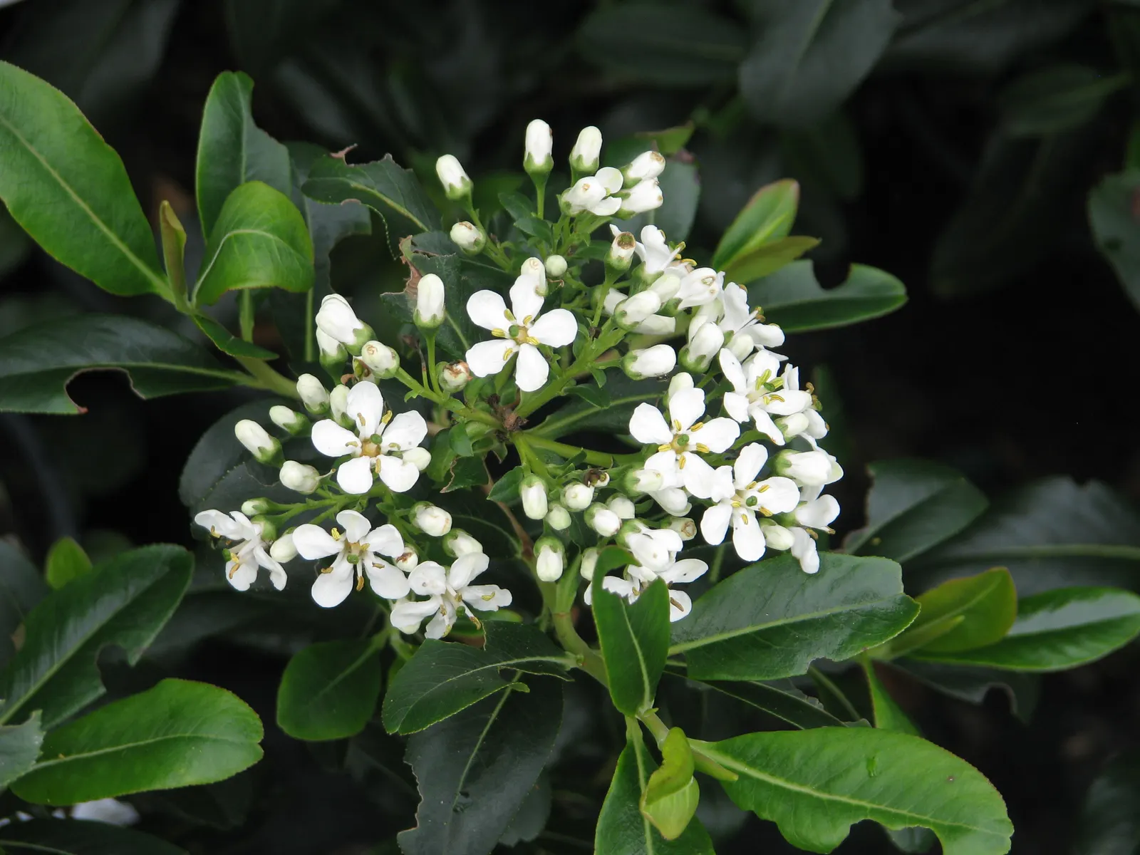 Escallonia (Escallonia X Exoniensis) — Escallonia grows to an average height of 6 to 10 feet; creating a dynamic and attractive landscape
