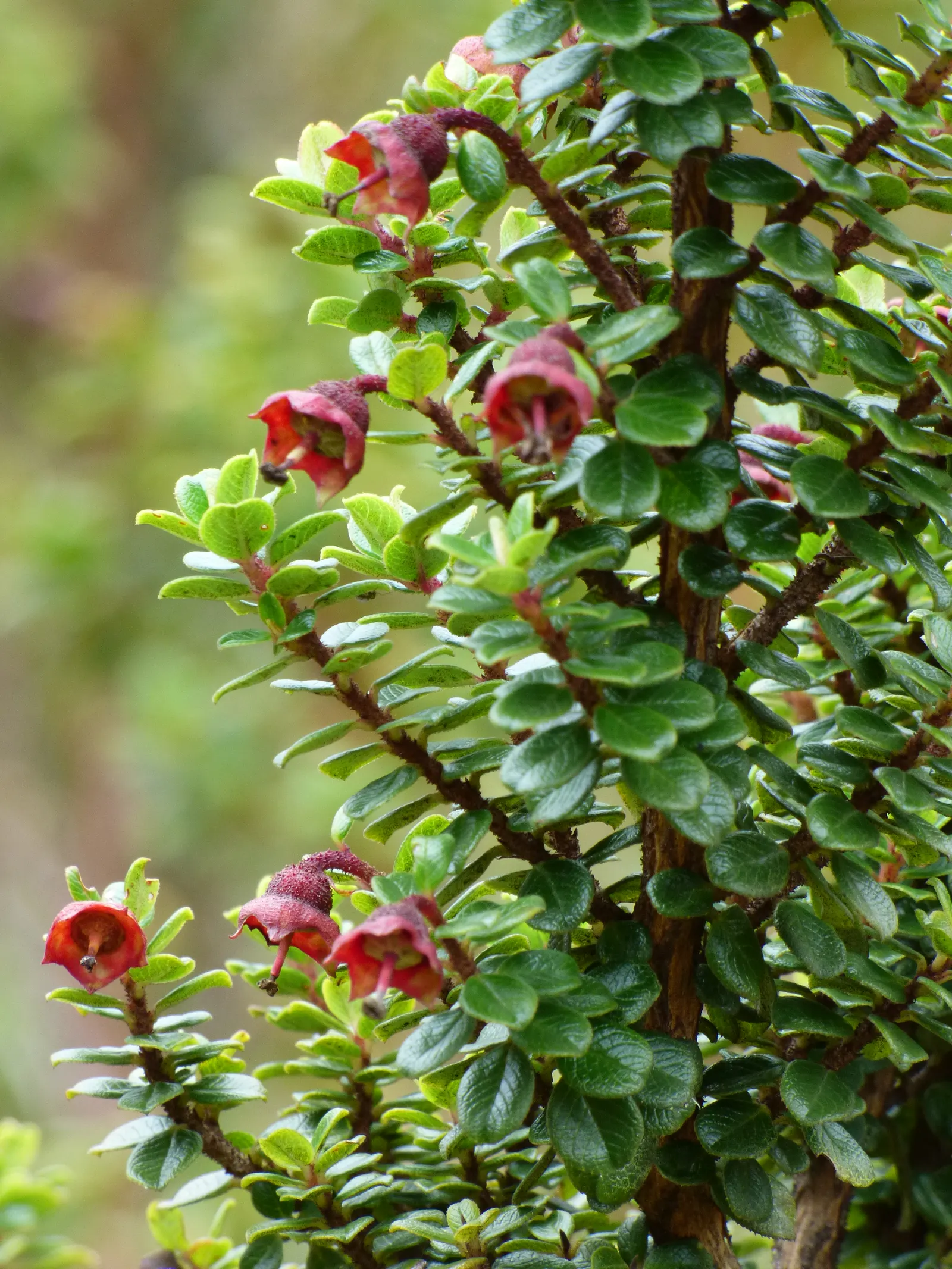 Escallonia (Escallonia X Exoniensis) — commonly known as Escallonia
