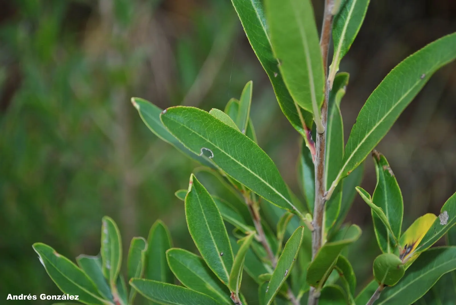 Escallonia (Escallonia X Exoniensis) — It thrives in USDA zones 8-10, reaching heights of 6-8 feet with a similar spread