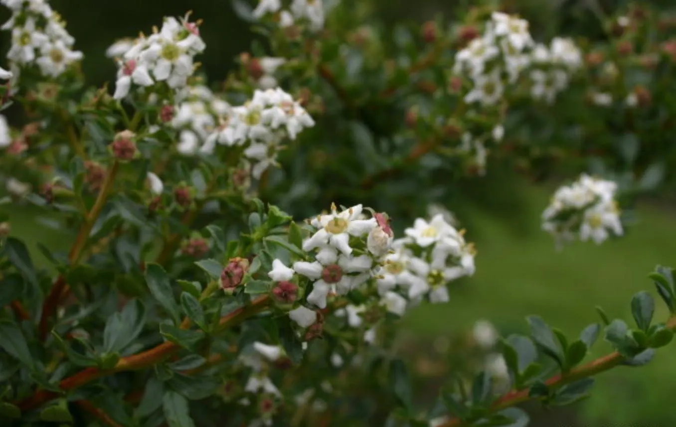 Escallonia (Escallonia X Exoniensis) — typically around 1 to 3 inches long; while their subtle fragrance adds an immersive sensory experience.<br><br>For