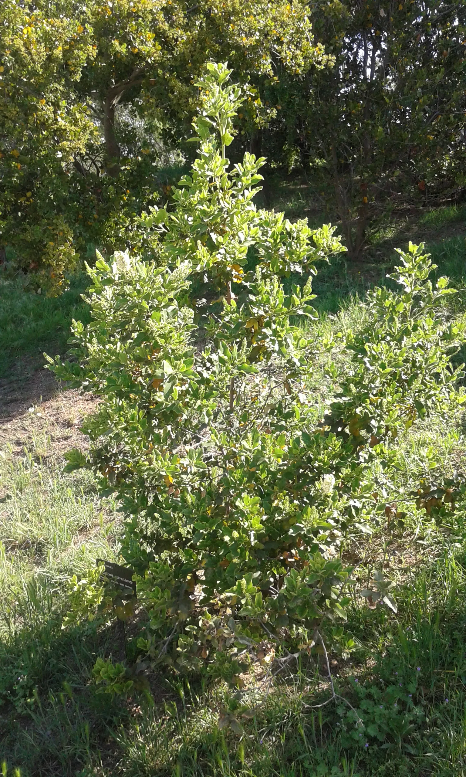 Escallonia (Escallonia X Exoniensis) — adding vibrant color and texture to hedges; this versatile plant prefers full sun to partial shade and well-draining soil
