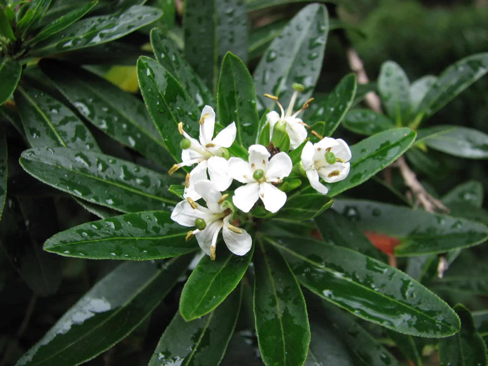 Escallonia (Escallonia X Exoniensis) — is an evergreen shrub prized for its glossy leaves and profuse pink flowers; typically around 1 to 3 inches long