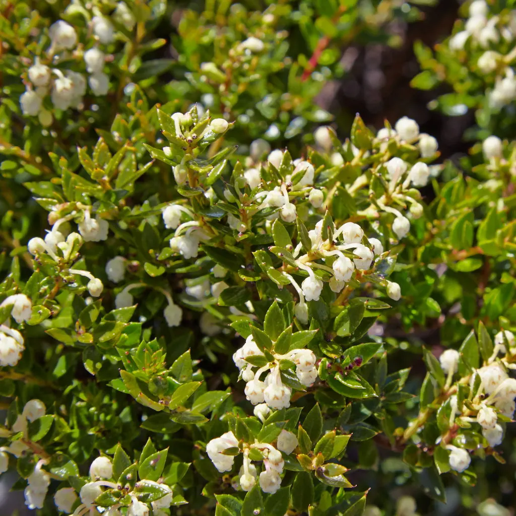 Escallonia (Escallonia X Exoniensis) — which provide a lush backdrop throughout the year