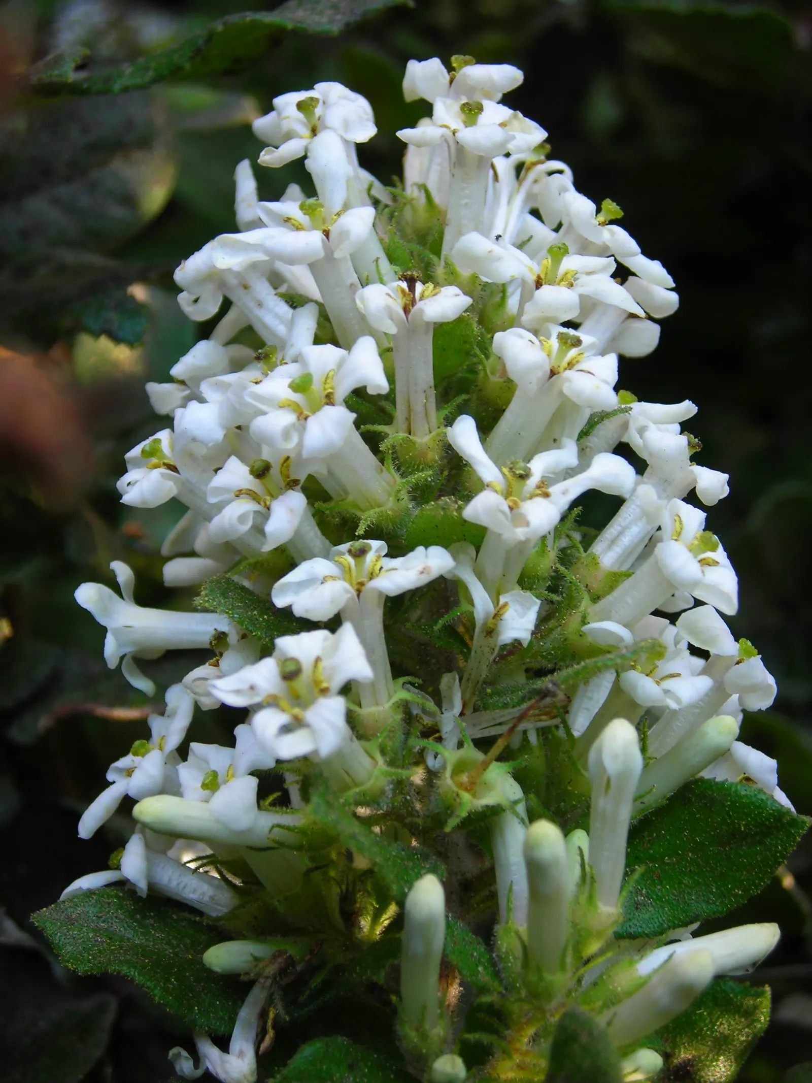 Escallonia (Escallonia X Exoniensis) — which provide a lush backdrop throughout the year; creating a dynamic and attractive landscape