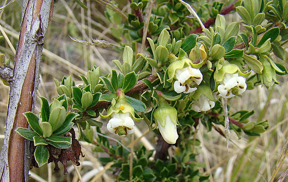 Escallonia (Escallonia X Exoniensis) — attracting a variety of pollinators such as bees and butterflies