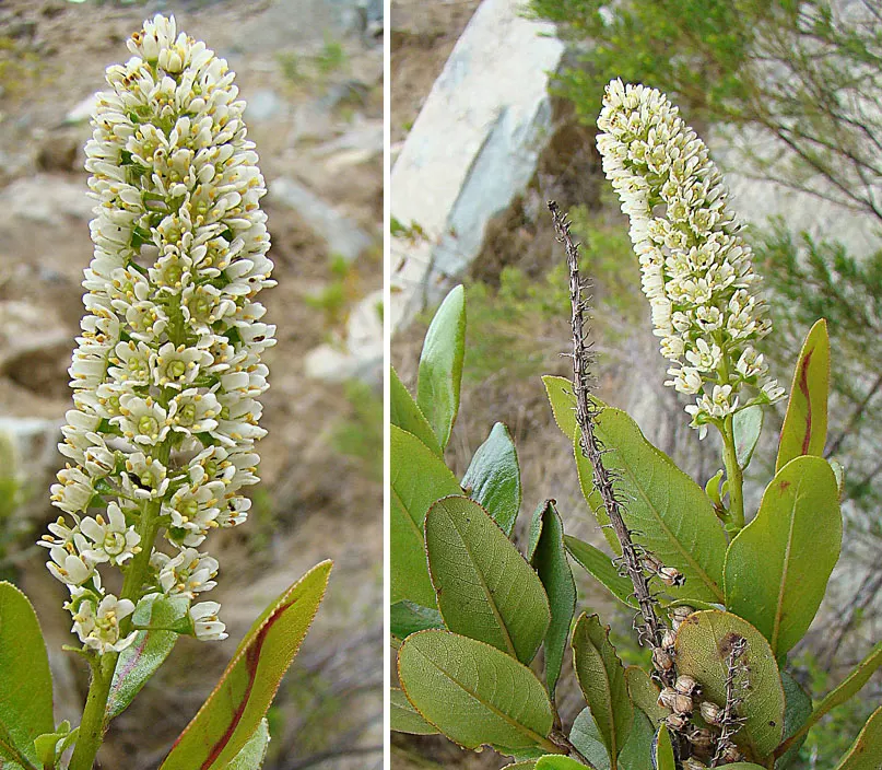 Escallonia (Escallonia X Exoniensis) — attracting a variety of pollinators such as bees and butterflies; creating a dynamic and attractive landscape