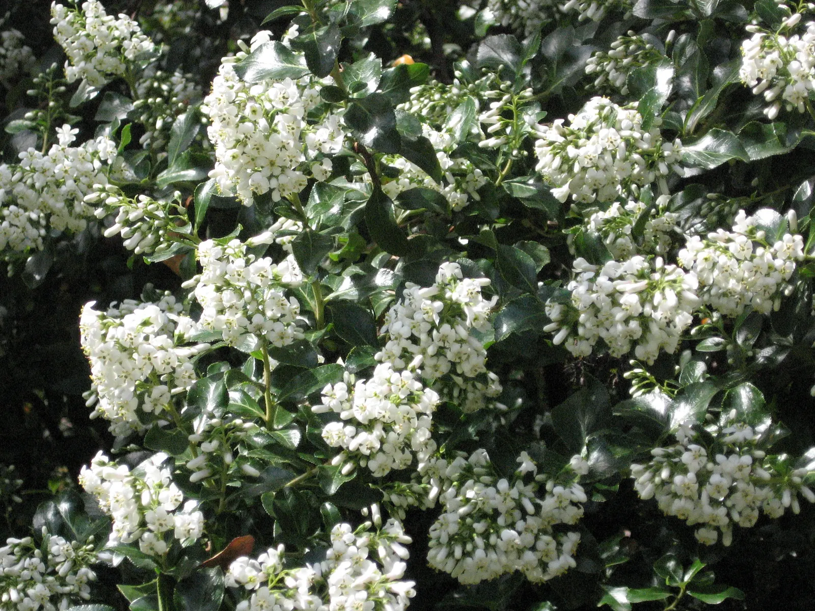 Escallonia (Escallonia X Exoniensis) — The plant prefers a moderate watering schedule, though it is drought-resistant once established; this versatile plant