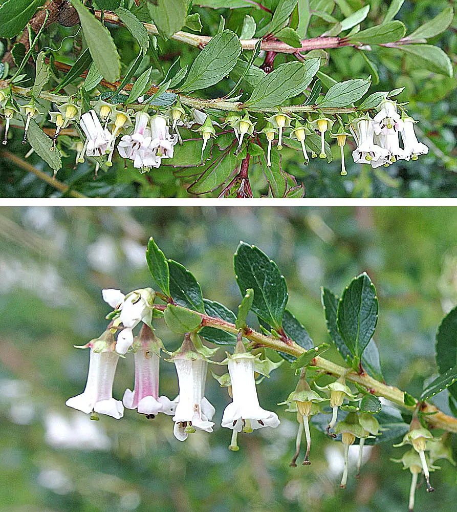 Escallonia (Escallonia X Exoniensis) — while their subtle fragrance adds an immersive sensory experience.<br><br>For optimal growth