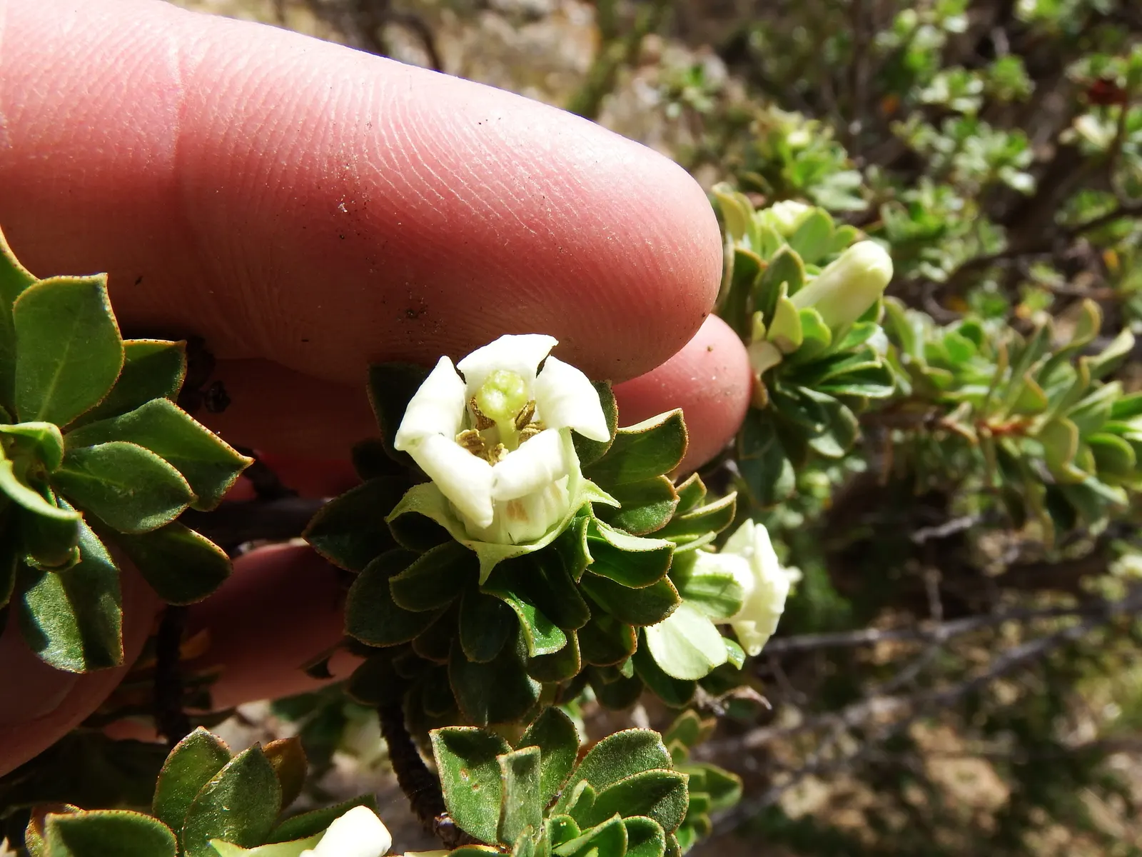 Escallonia (Escallonia X Exoniensis) — which range in color from deep pink to red; while their subtle fragrance adds an immersive sensory