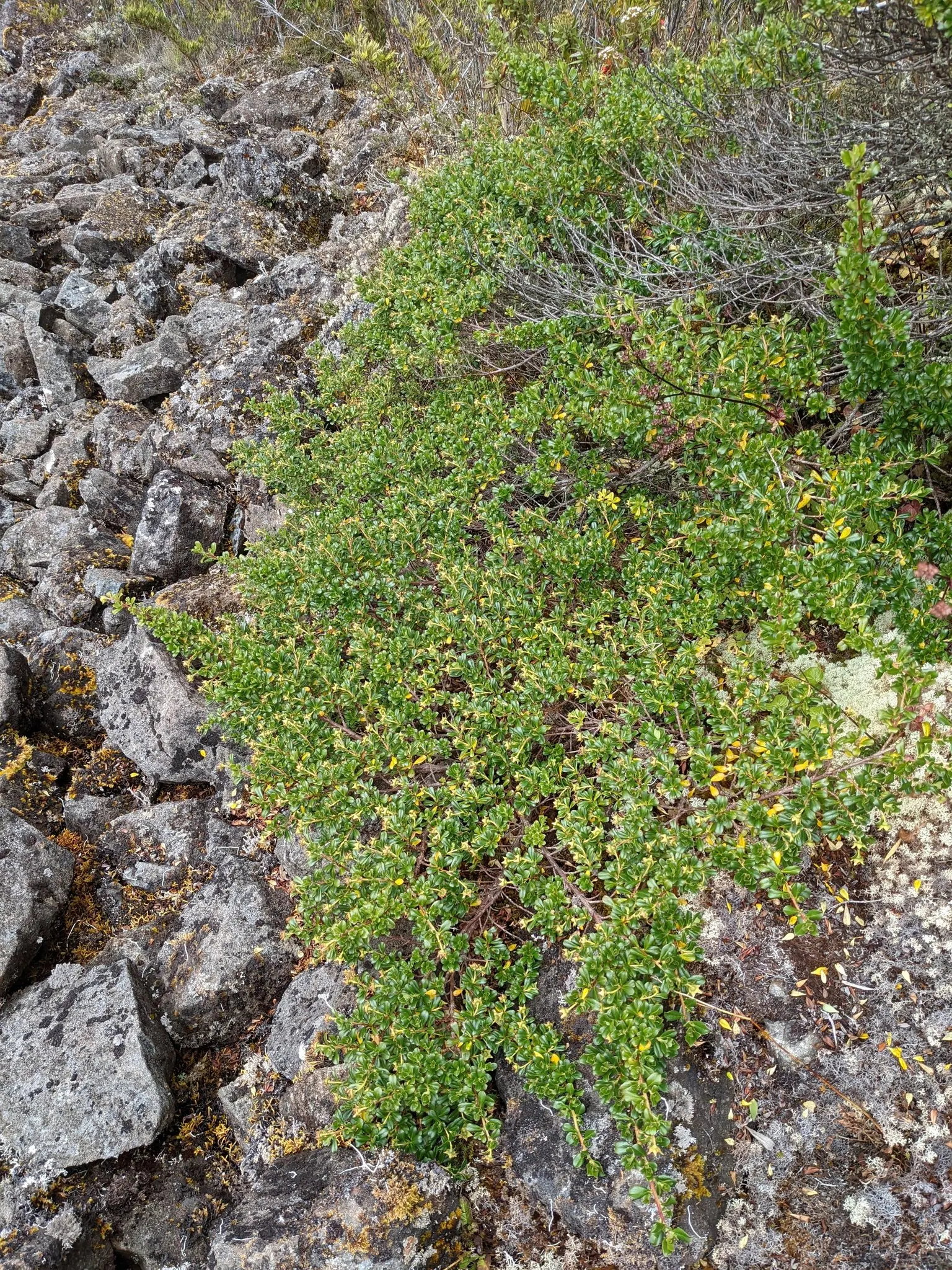 Escallonia (Escallonia X Exoniensis) — which range in color from deep pink to red