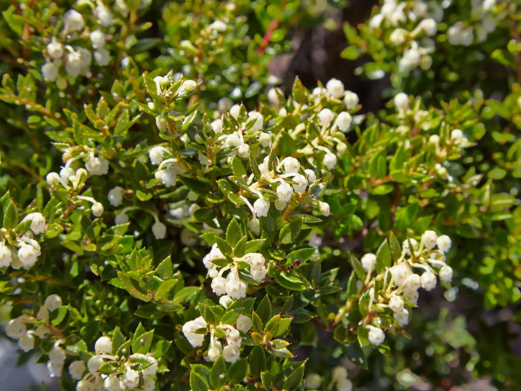 Escallonia (Escallonia X Exoniensis) — From early summer to fall