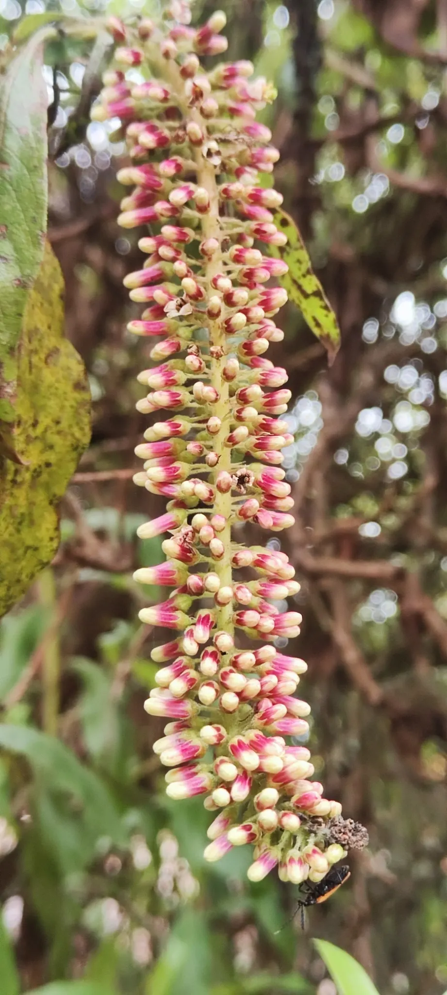 Escallonia (Escallonia X Exoniensis) — It is quite adaptable to different soil types but benefits from the addition of organic matter