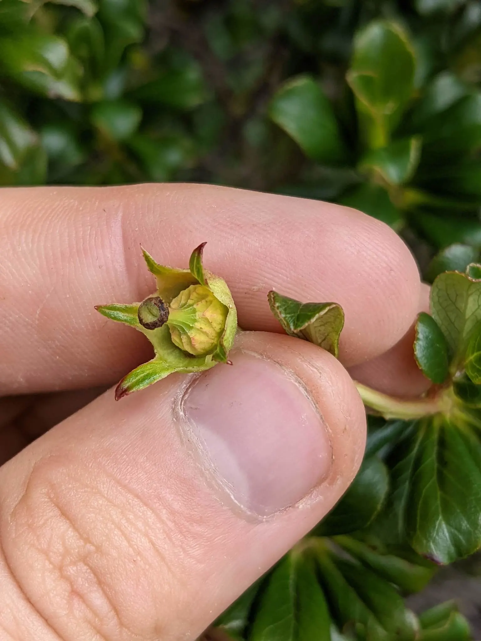 Escallonia (Escallonia X Exoniensis) — Escallonia grows to an average height of 6 to 10 feet