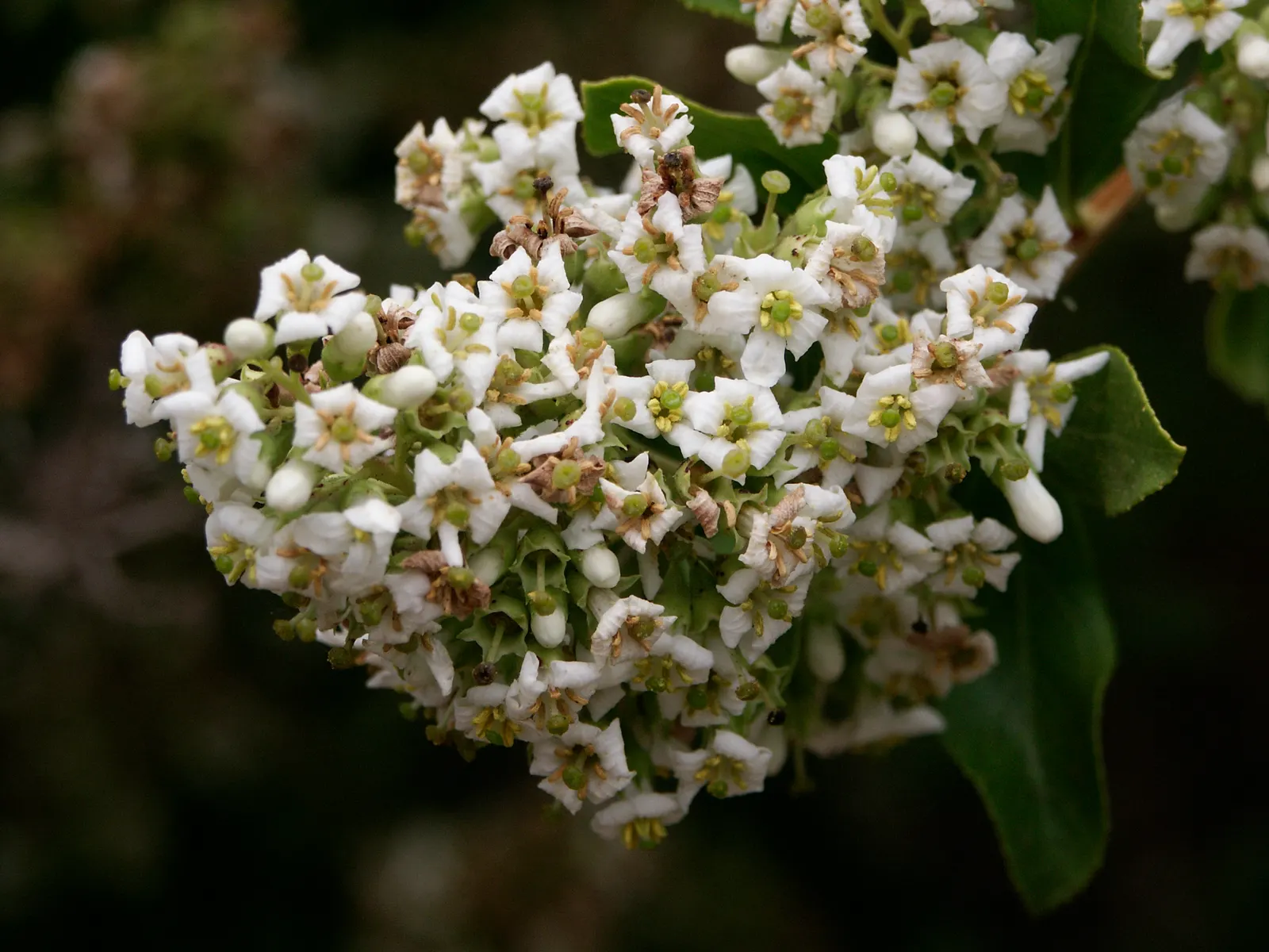 Escallonia (Escallonia X Exoniensis) — Escallonia requires well-draining soil and a full sun to partial shade exposure