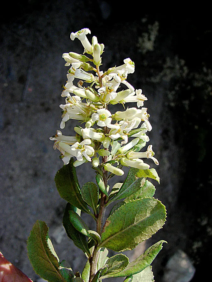Escallonia (Escallonia X Exoniensis) — The blossoms add a splash of color and life to the landscape