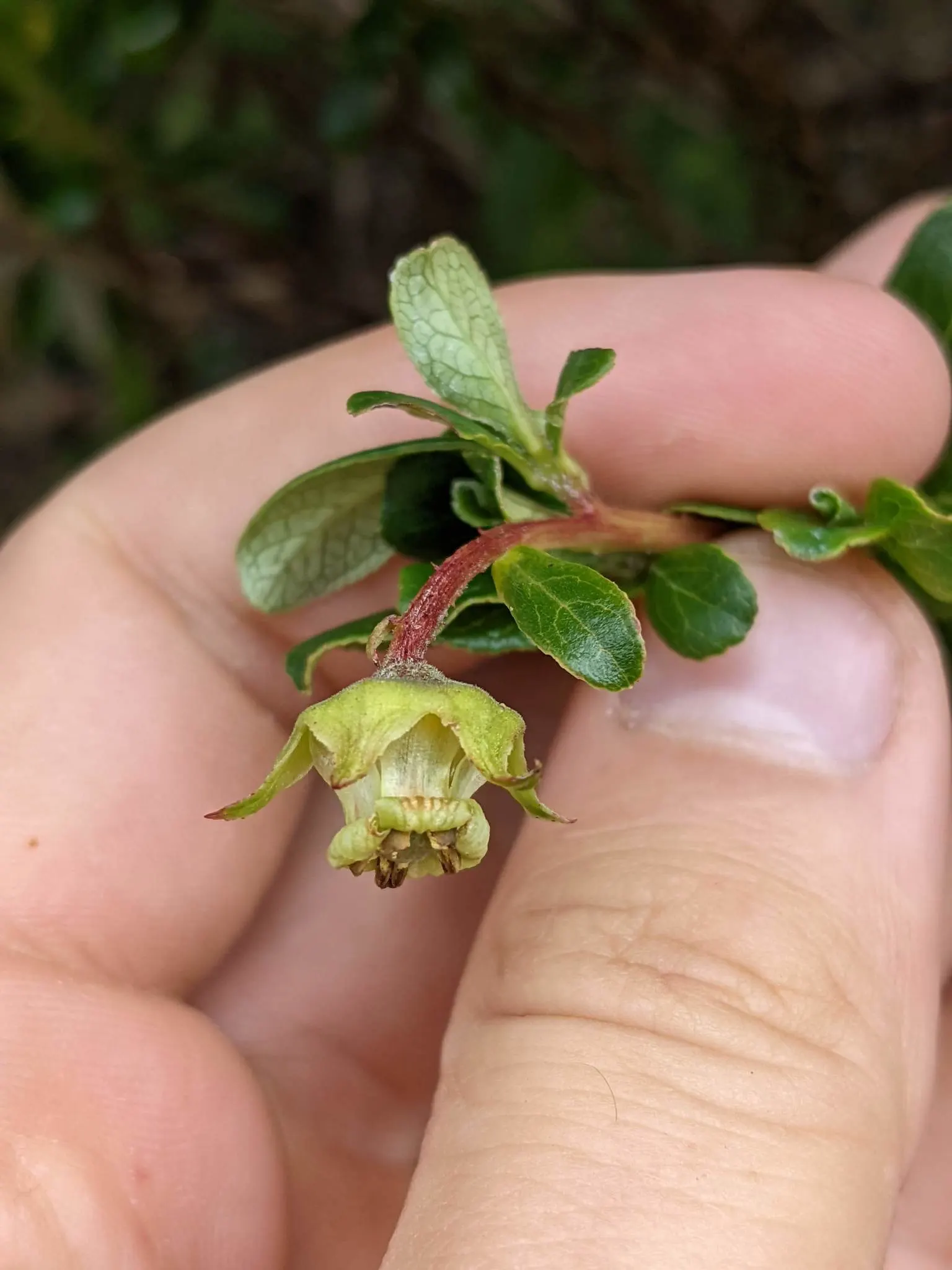 Escallonia (Escallonia X Exoniensis) — making it an excellent choice for hedgerows