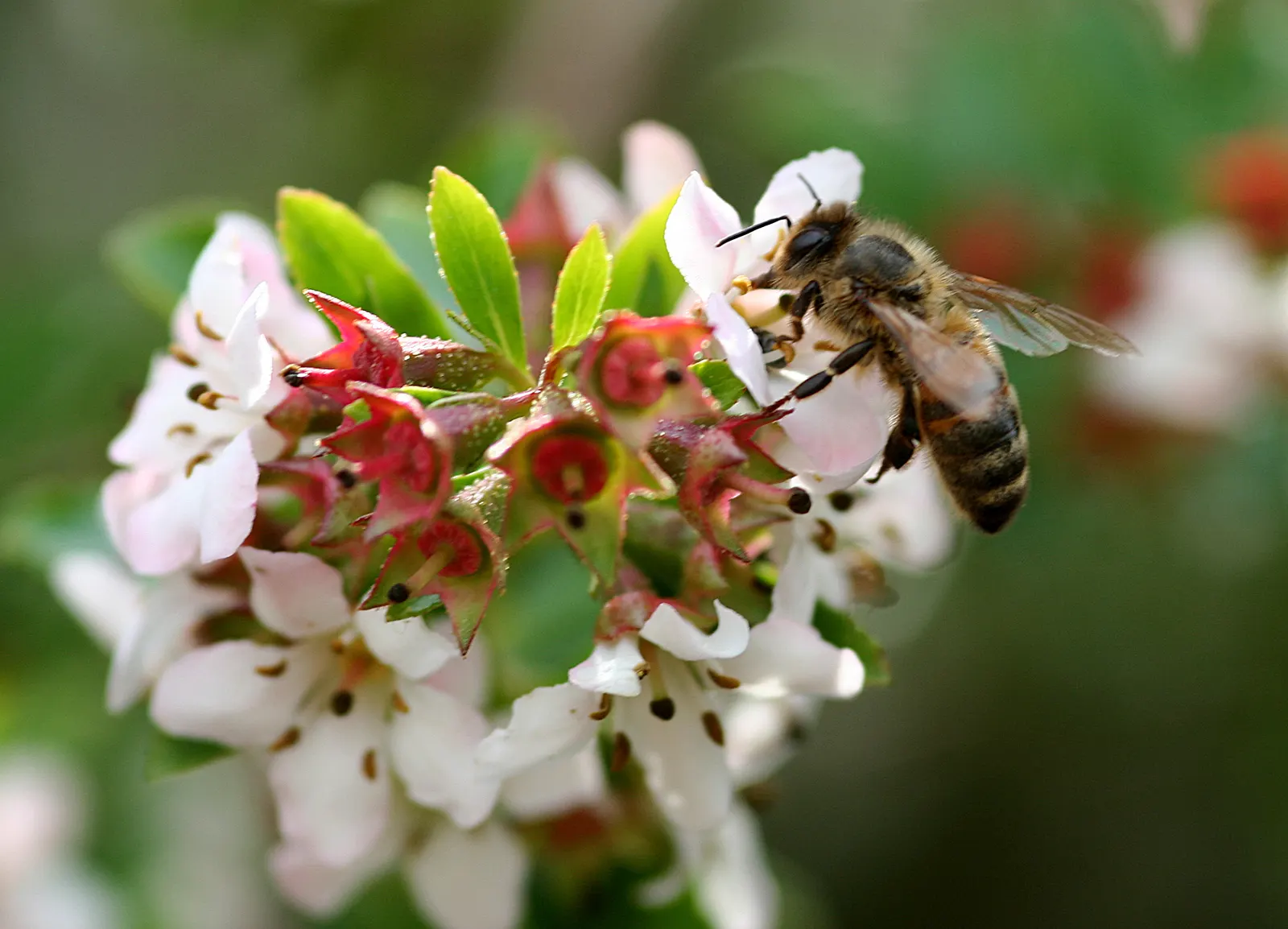 Escallonia (Escallonia X Exoniensis) — it boasts a profusion of tubular flowers; typically around 1 to 3 inches long