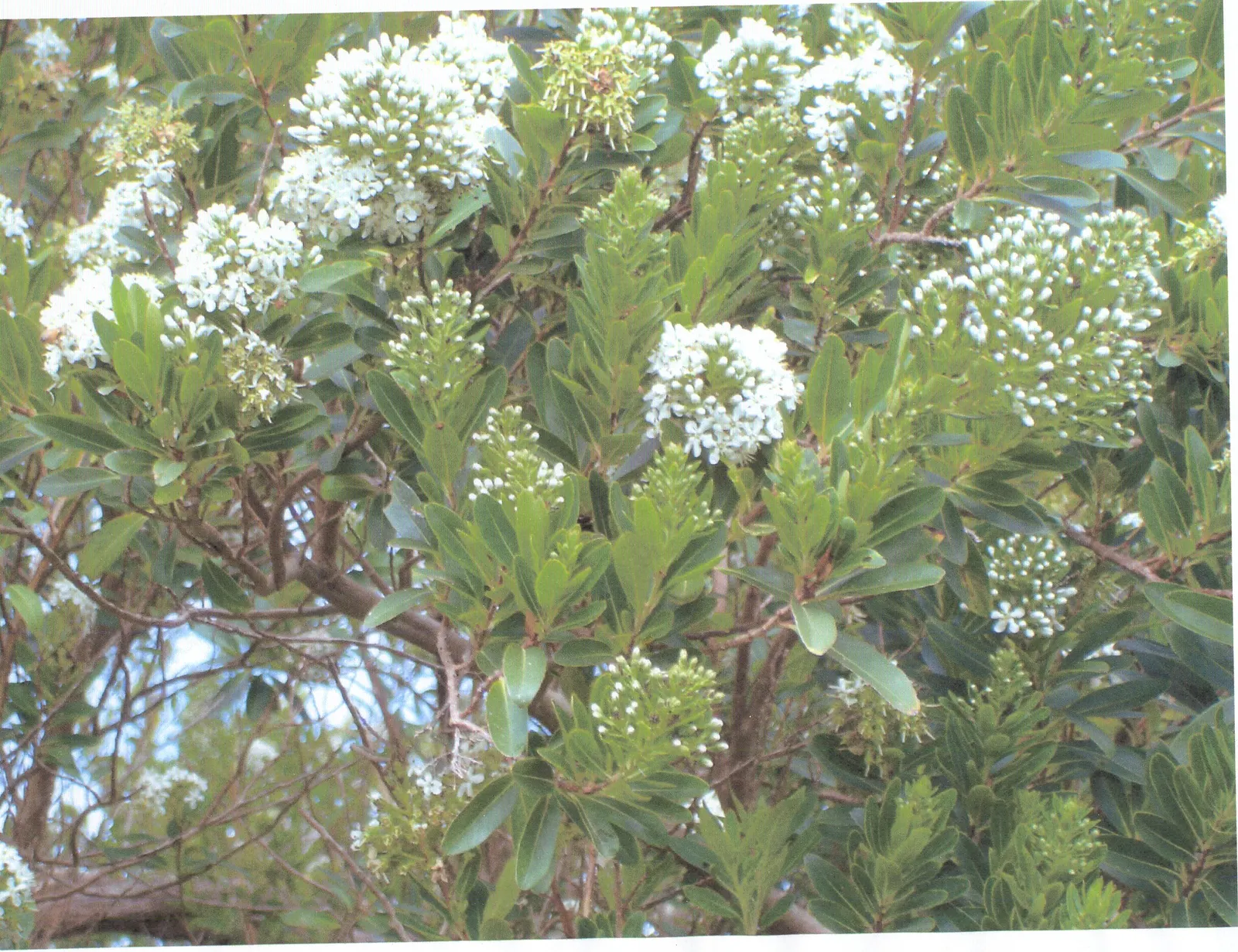 Escallonia (Escallonia X Exoniensis) — Escallonia requires well-draining soil and a full sun to partial shade exposure; while their subtle fragrance adds an