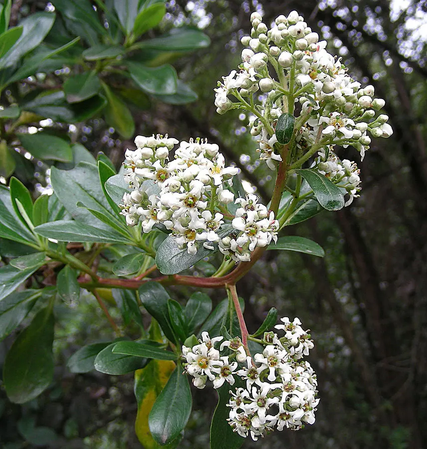 Escallonia (Escallonia X Exoniensis) — or as a stand-alone specimen in your garden.<br><br>One of Escallonia's most notable features is its glossy