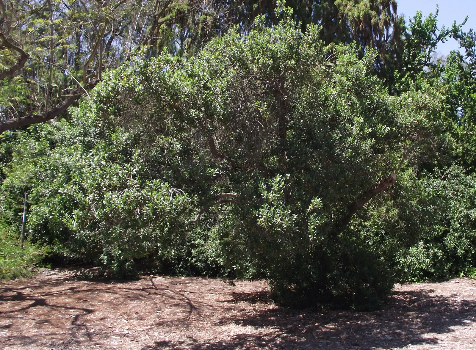 Escallonia (Escallonia X Exoniensis) — evergreen shrub that offers both visual appeal and versatility in landscape design